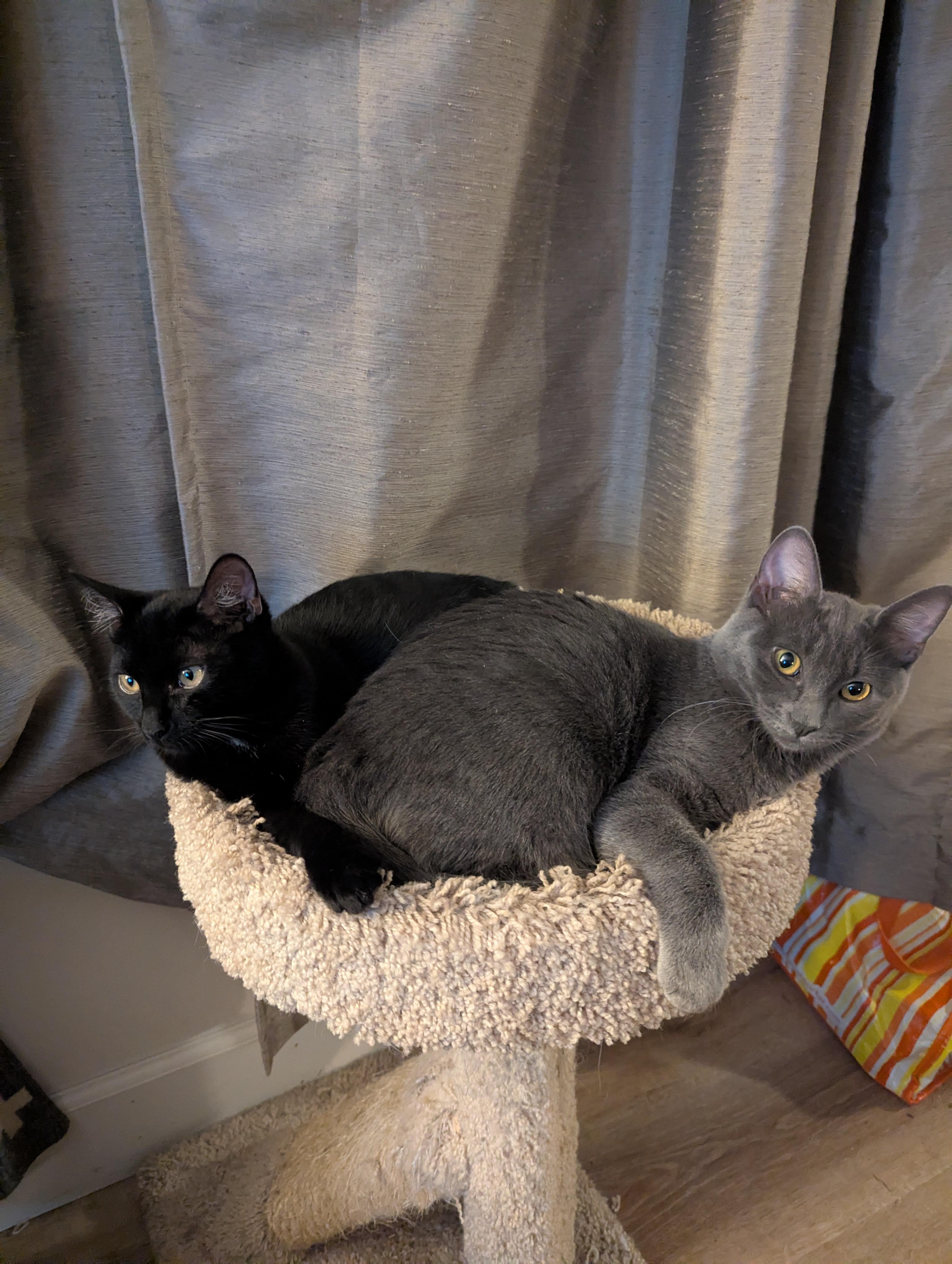 Enlarge Pearl and Ruby, a ADOPTABLE Domestic Short Hair in Medford, OR image 1/5