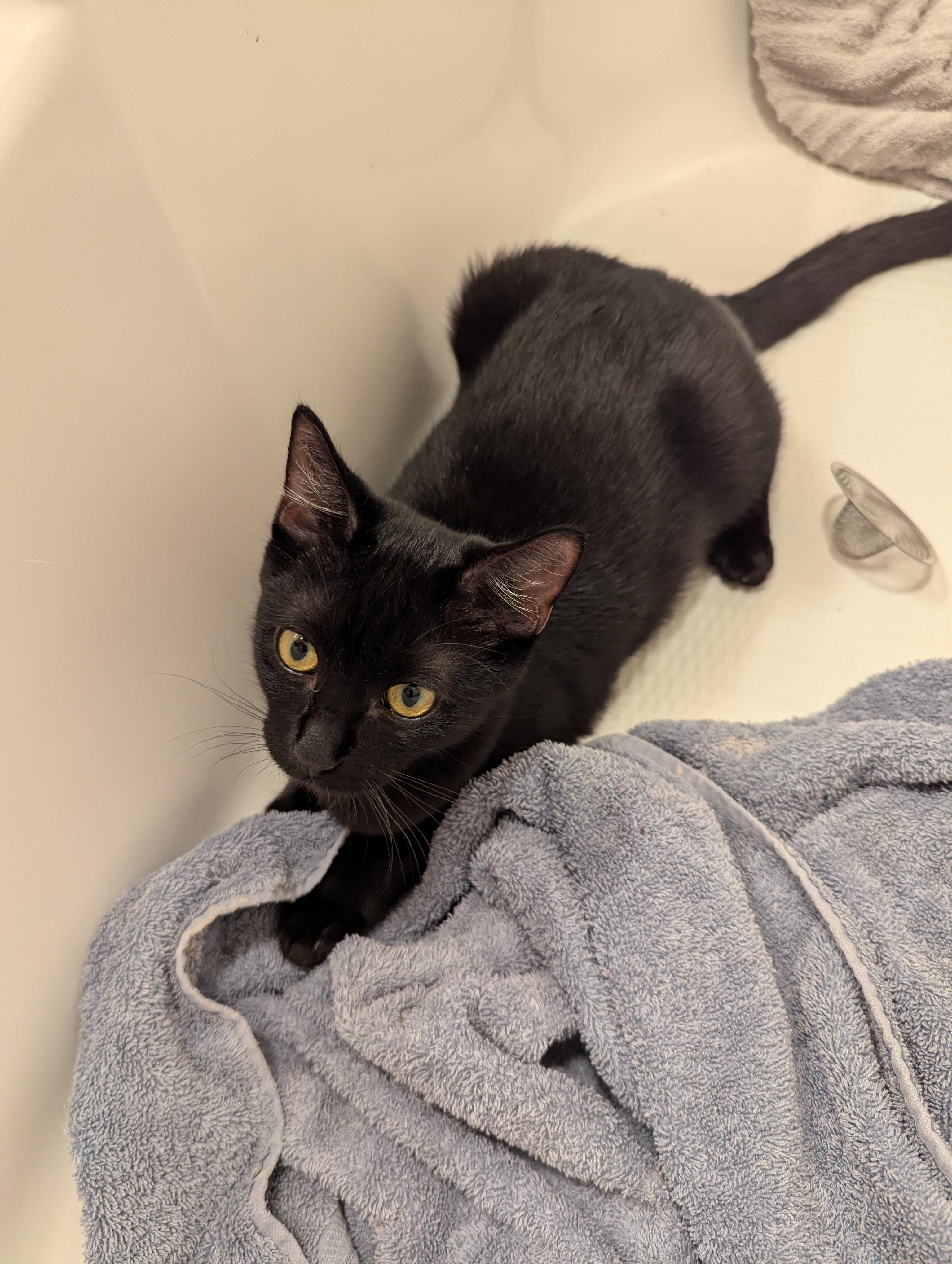 Enlarge Pearl and Ruby, a ADOPTABLE Domestic Short Hair in Medford, OR image 2/5