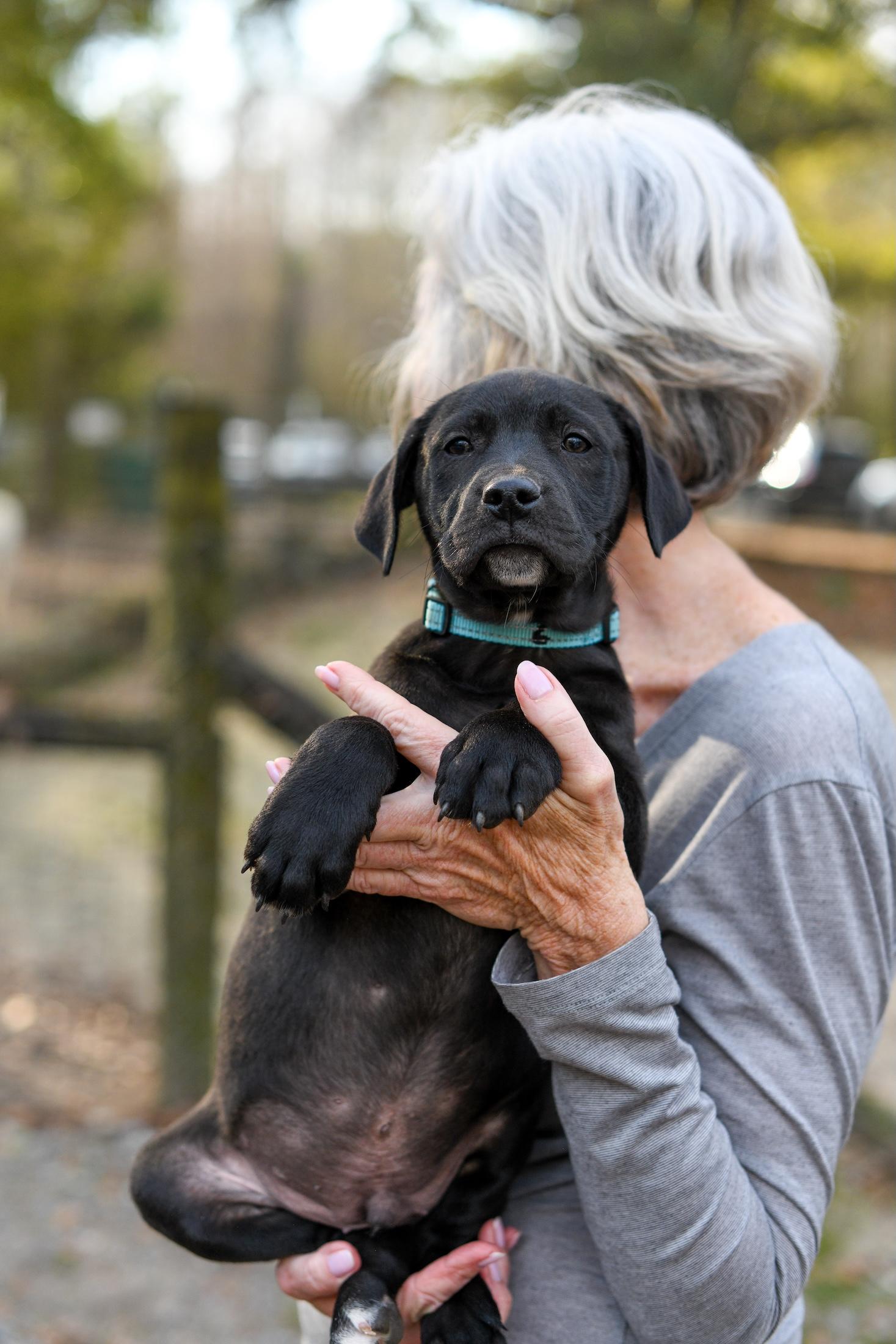 Watson , a Adoptable Mixed Breed in Argyle, NY image 2/4