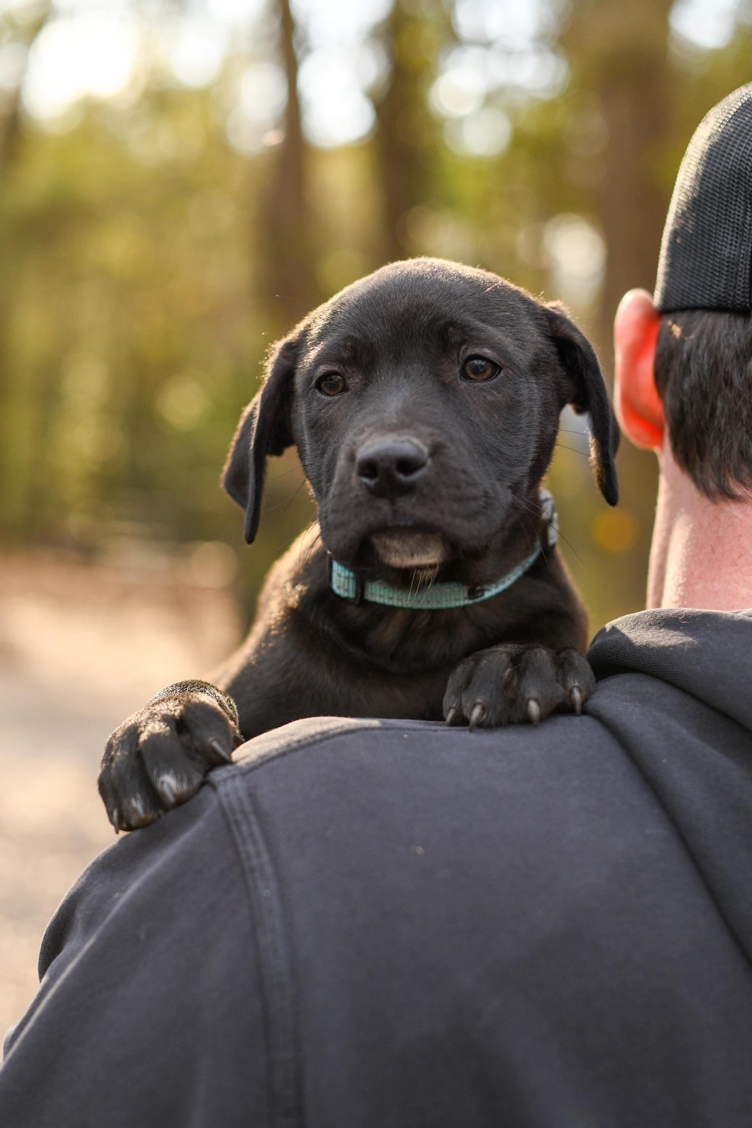 Watson , a Adoptable Mixed Breed in Argyle, NY image 4/4