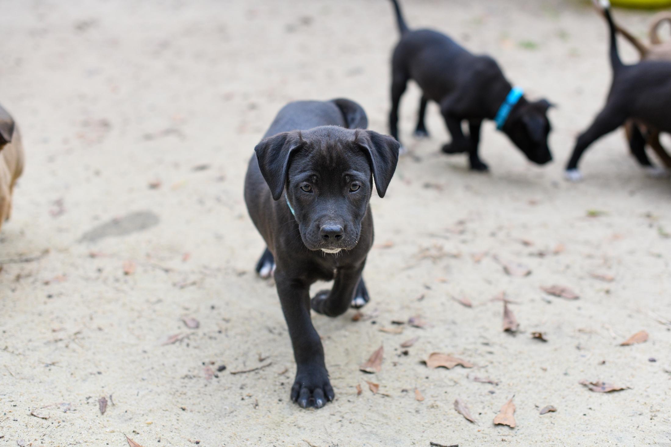 Watson , a Adoptable Mixed Breed in Argyle, NY image 3/4
