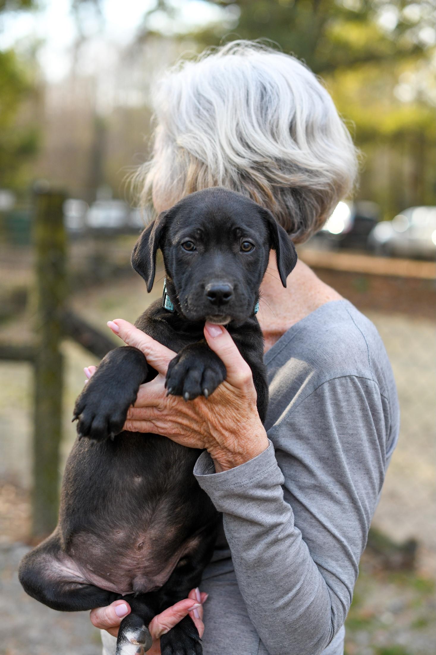 Watson , Adoptable, Puppy Male Mixed Breed.