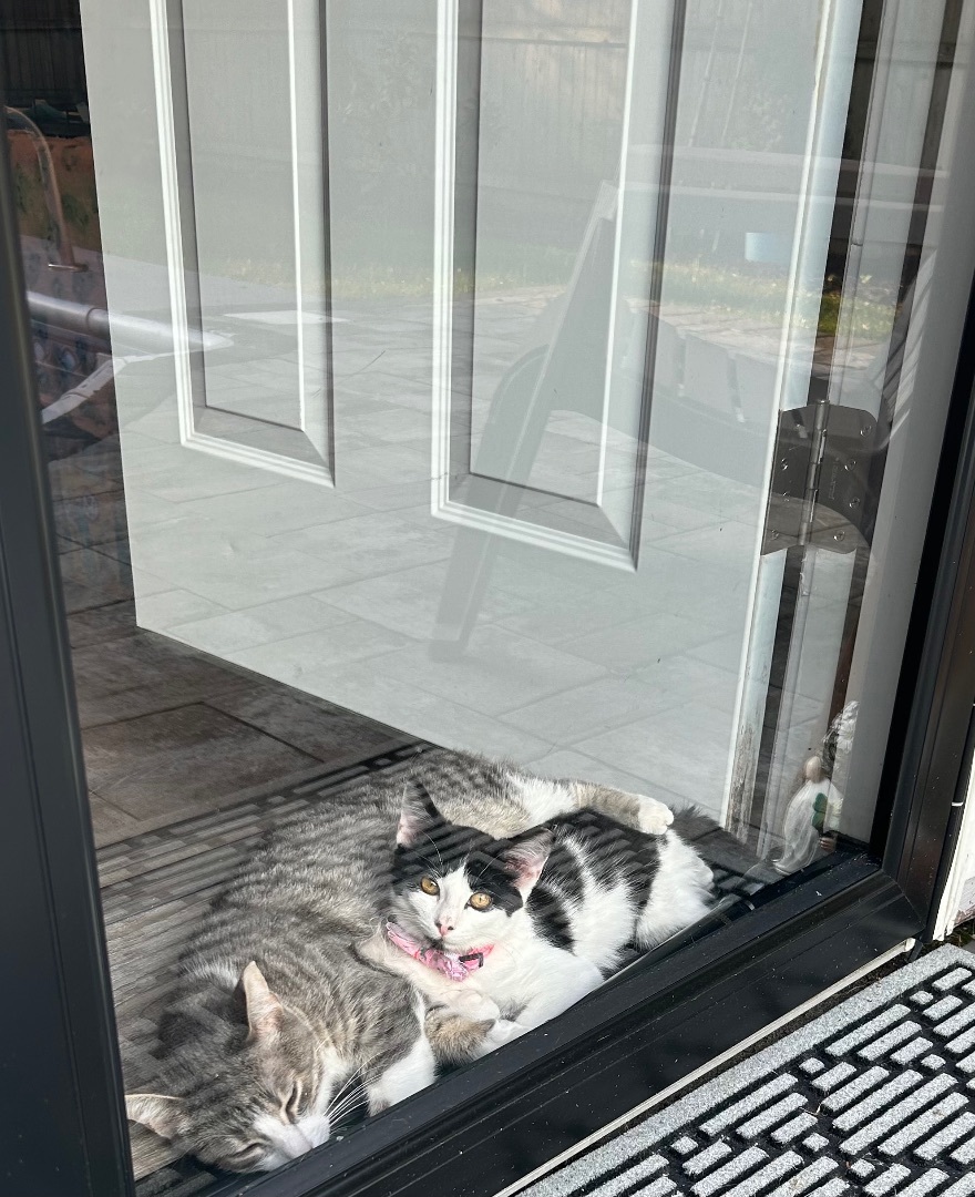 Daisy, a Adopted Domestic Short Hair in Sayville, NY image 1/6