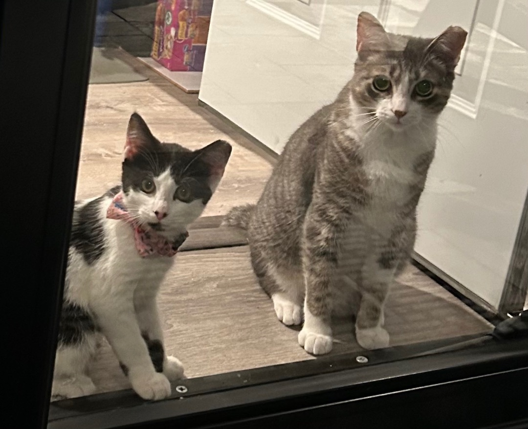 Daisy, a Adopted Domestic Short Hair in Sayville, NY image 2/6