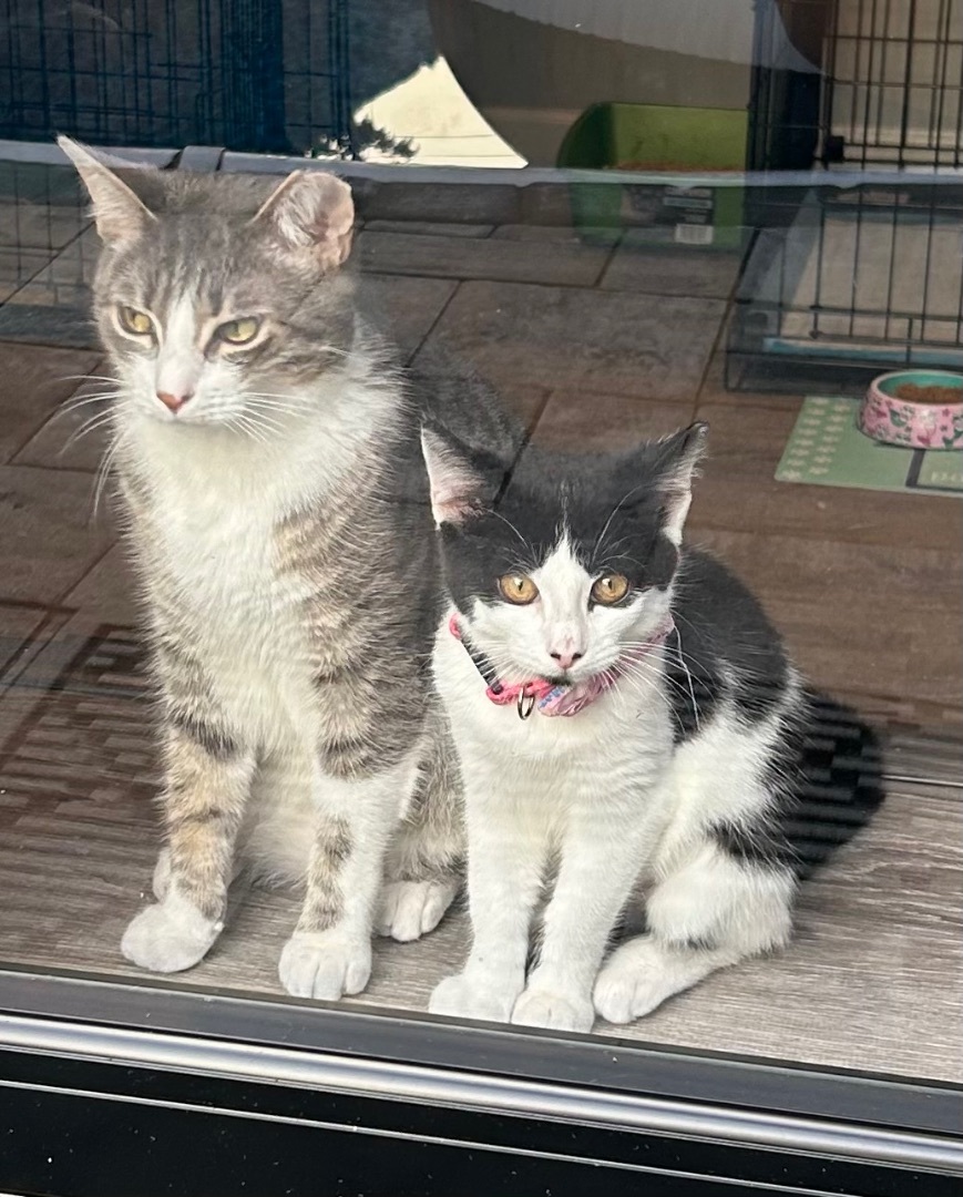 Daisy, a Adopted Domestic Short Hair in Sayville, NY image 3/6