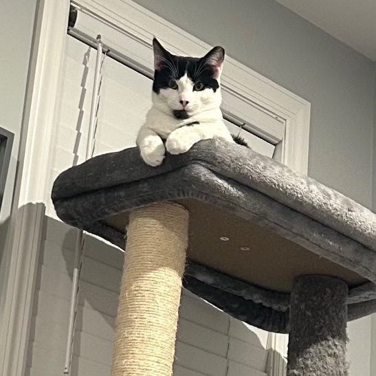 Daisy, a Adopted Domestic Short Hair in Sayville, NY image 4/6