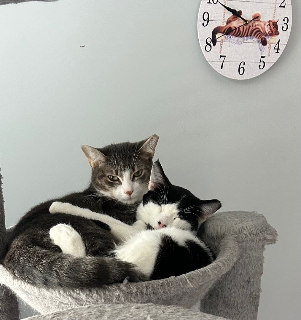 Daisy, a Adopted Domestic Short Hair in Sayville, NY image 5/6