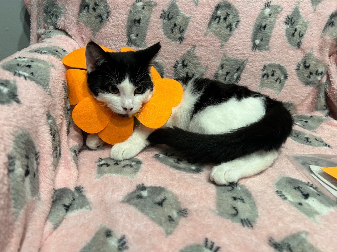 Daisy, a Adopted Domestic Short Hair in Sayville, NY image 6/6