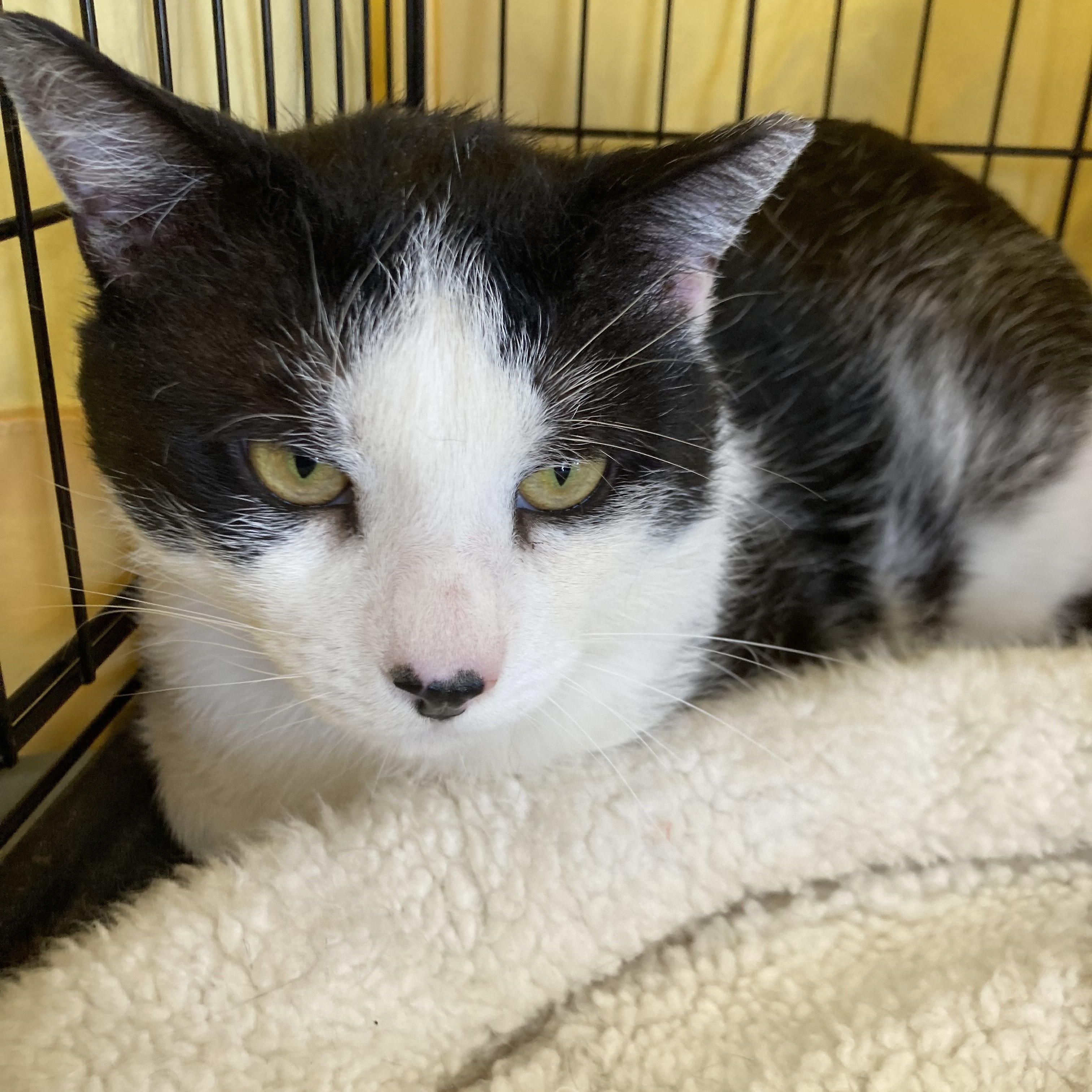 Panda, Young Male Domestic Short Hair