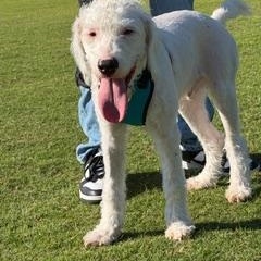 Hudson, ADOPTABLE, Young Male Poodle.