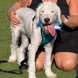 Enlarge Hudson, a ADOPTABLE mixed breed in LEHIGH ACRES, FL image 6/6