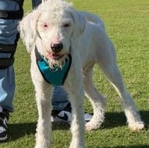 Enlarge Hudson, a ADOPTABLE mixed breed in LEHIGH ACRES, FL image 5/6