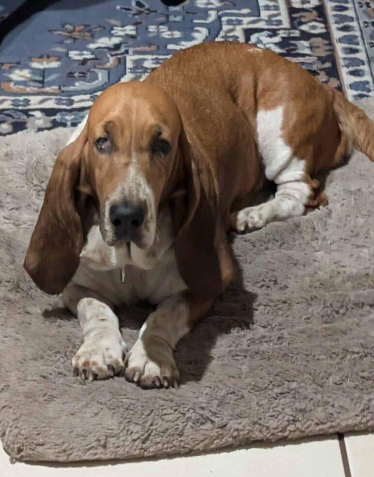 Enlarge Coltrane, an adopted Basset Hound in Auburndale, FL image 2/3