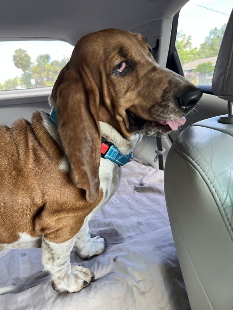 Enlarge Coltrane, an adopted Basset Hound in Auburndale, FL image 3/3