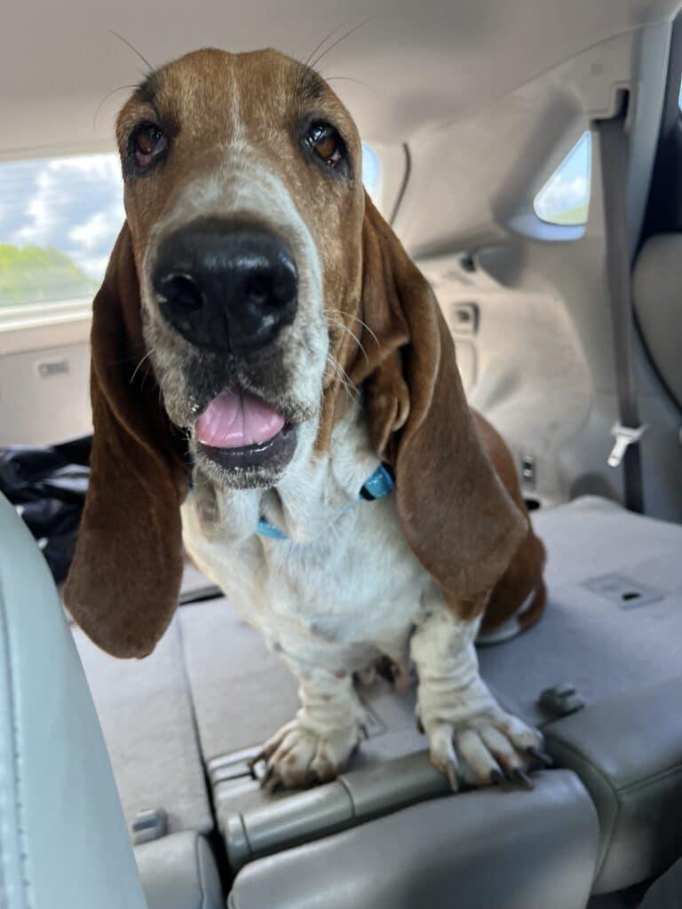 Coltrane, adopted, Adult Female Basset Hound.