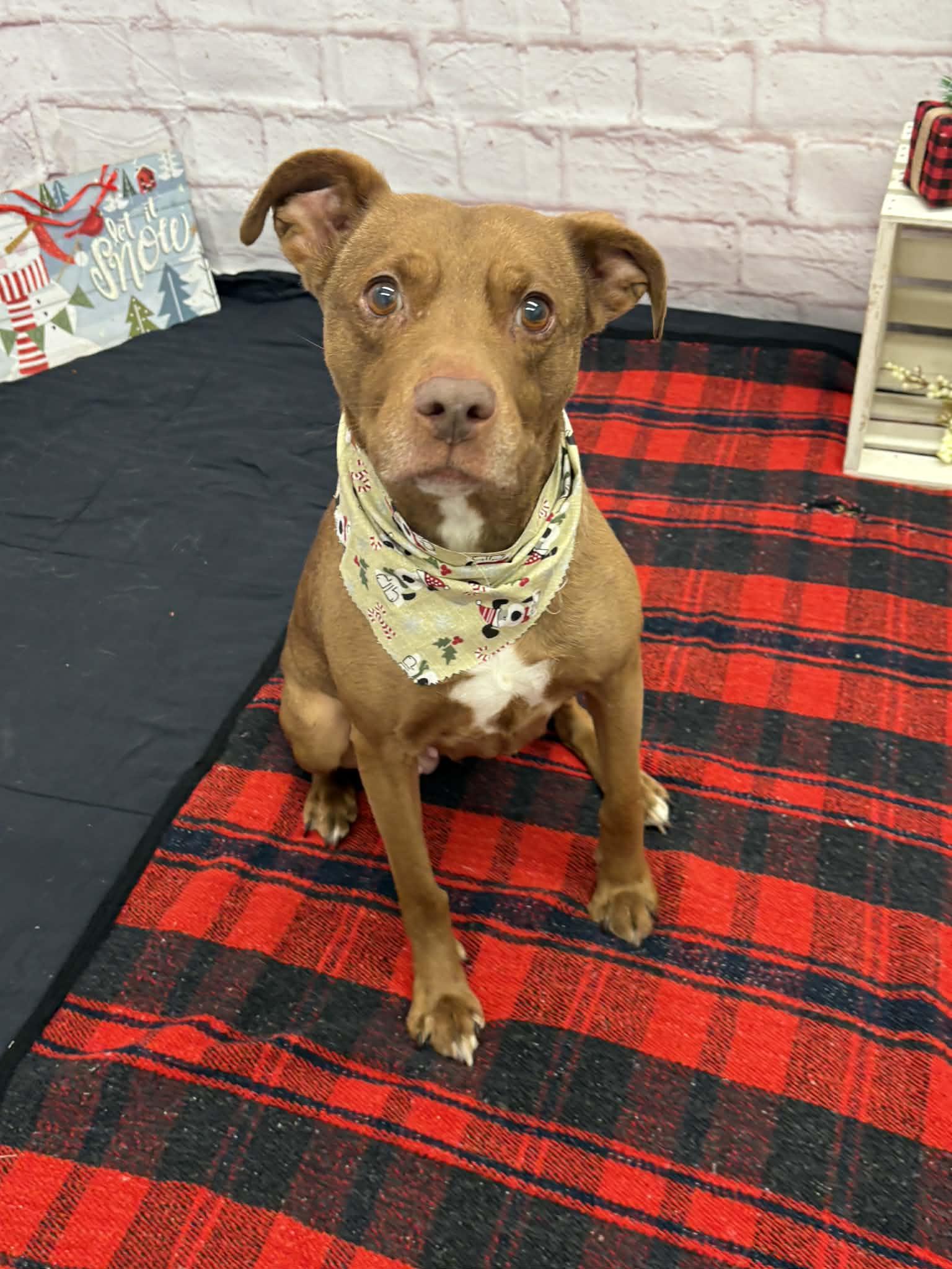 Juneau, a Adoptable mixed breed in Oxford, MI image 2/6