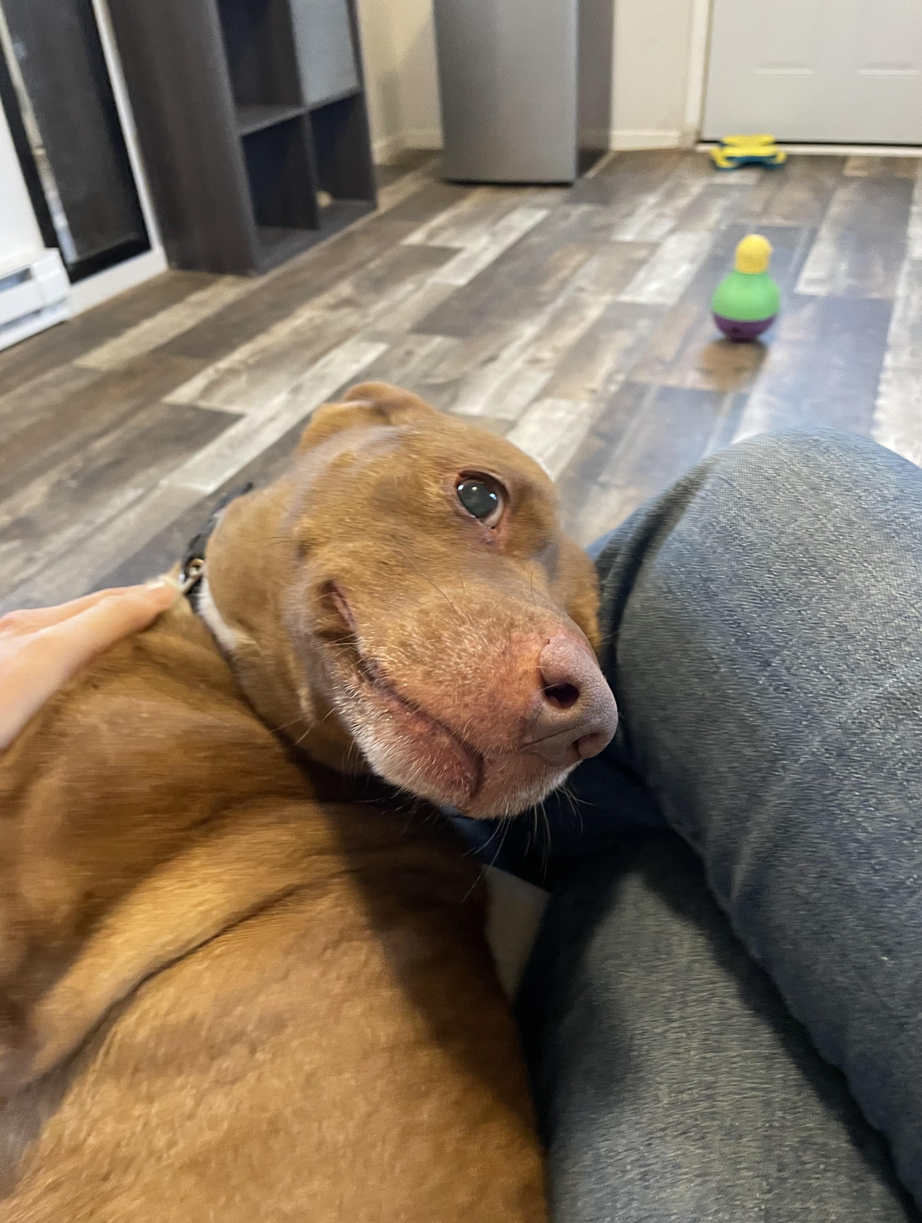 Juneau, Adoptable, Adult Female Labrador Retriever & Mixed Breed.