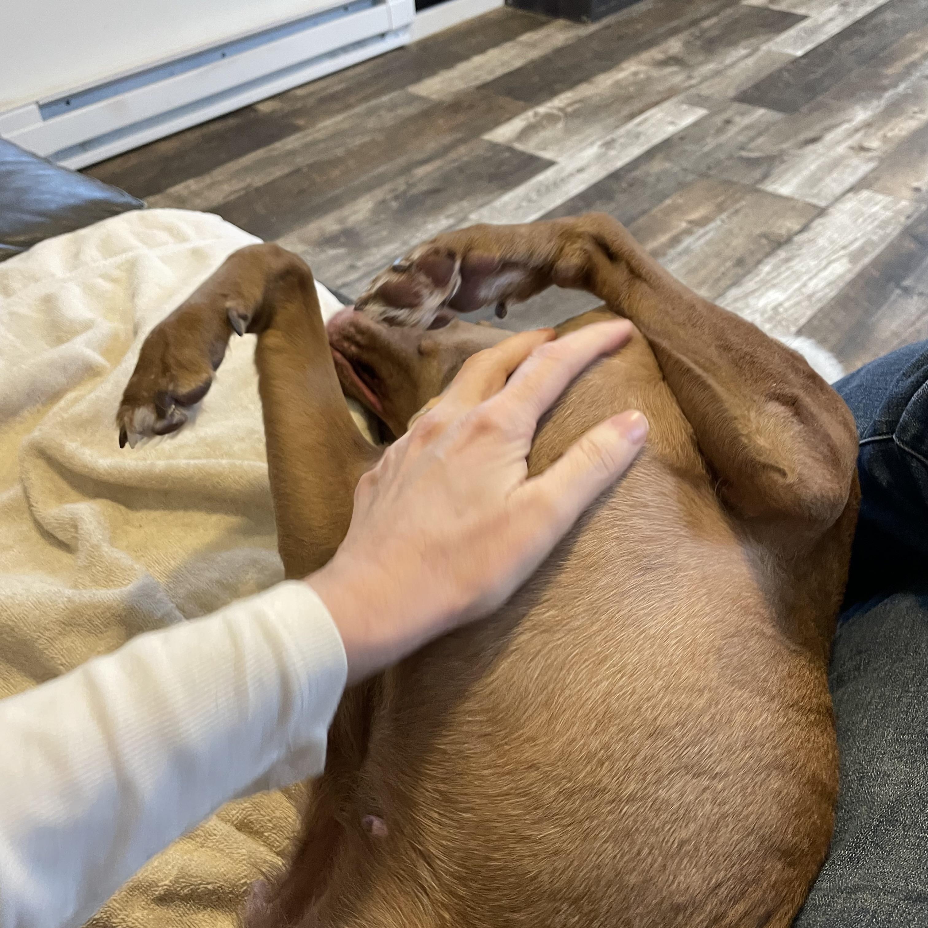 Juneau, a Adoptable mixed breed in Oxford, MI image 6/6