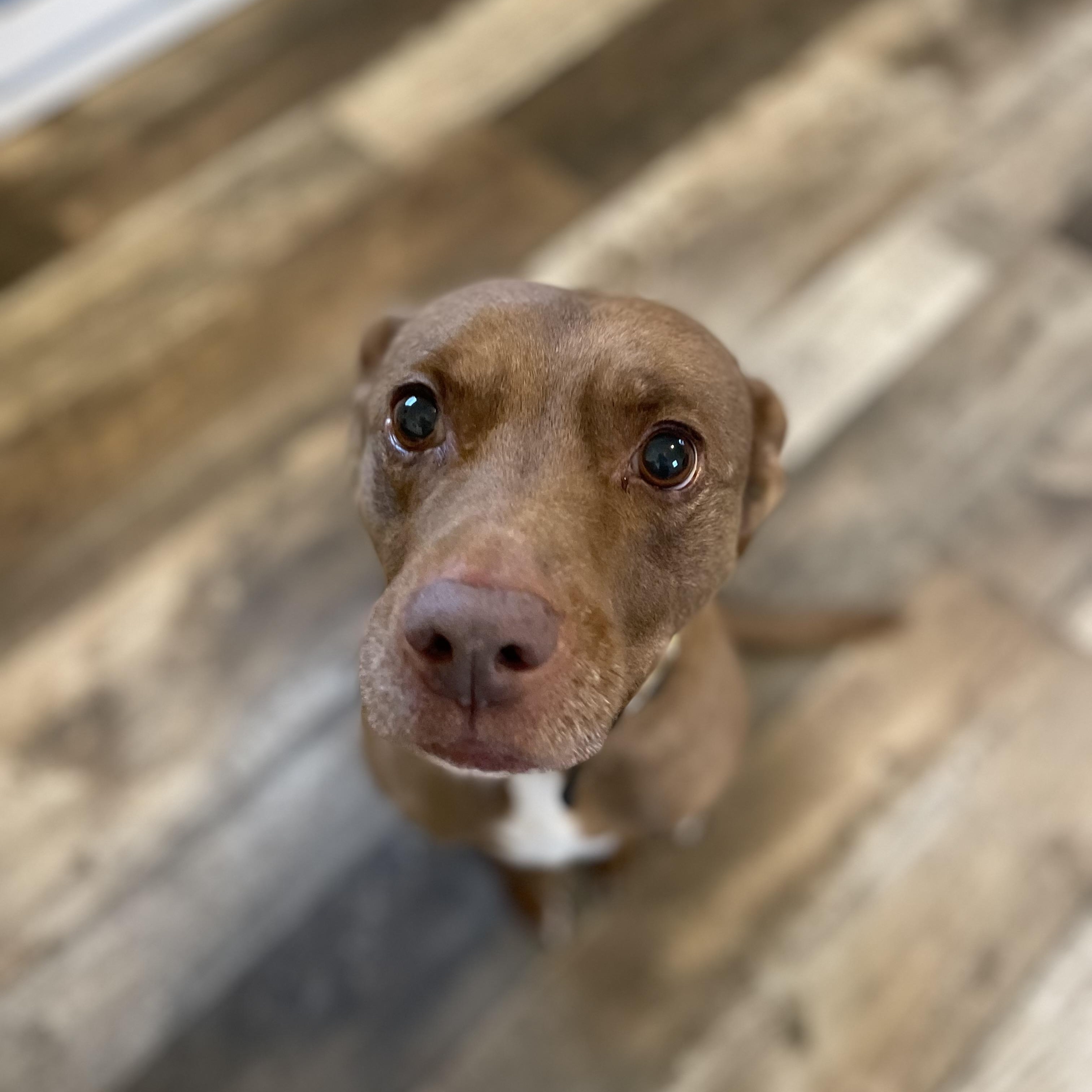 Juneau, a Adoptable mixed breed in Oxford, MI image 4/6