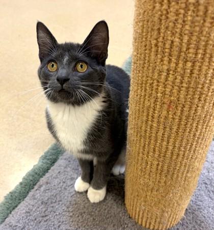 Nala, Adoptable, Young Female Domestic Short Hair & Domestic Short Hair.