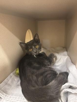 Enlarge Nala, a Adoptable mixed breed in New Hope, PA image 2/3