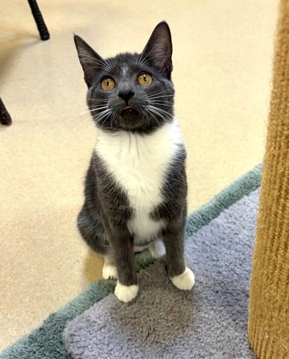 Enlarge Nala, a Adoptable mixed breed in New Hope, PA image 3/3