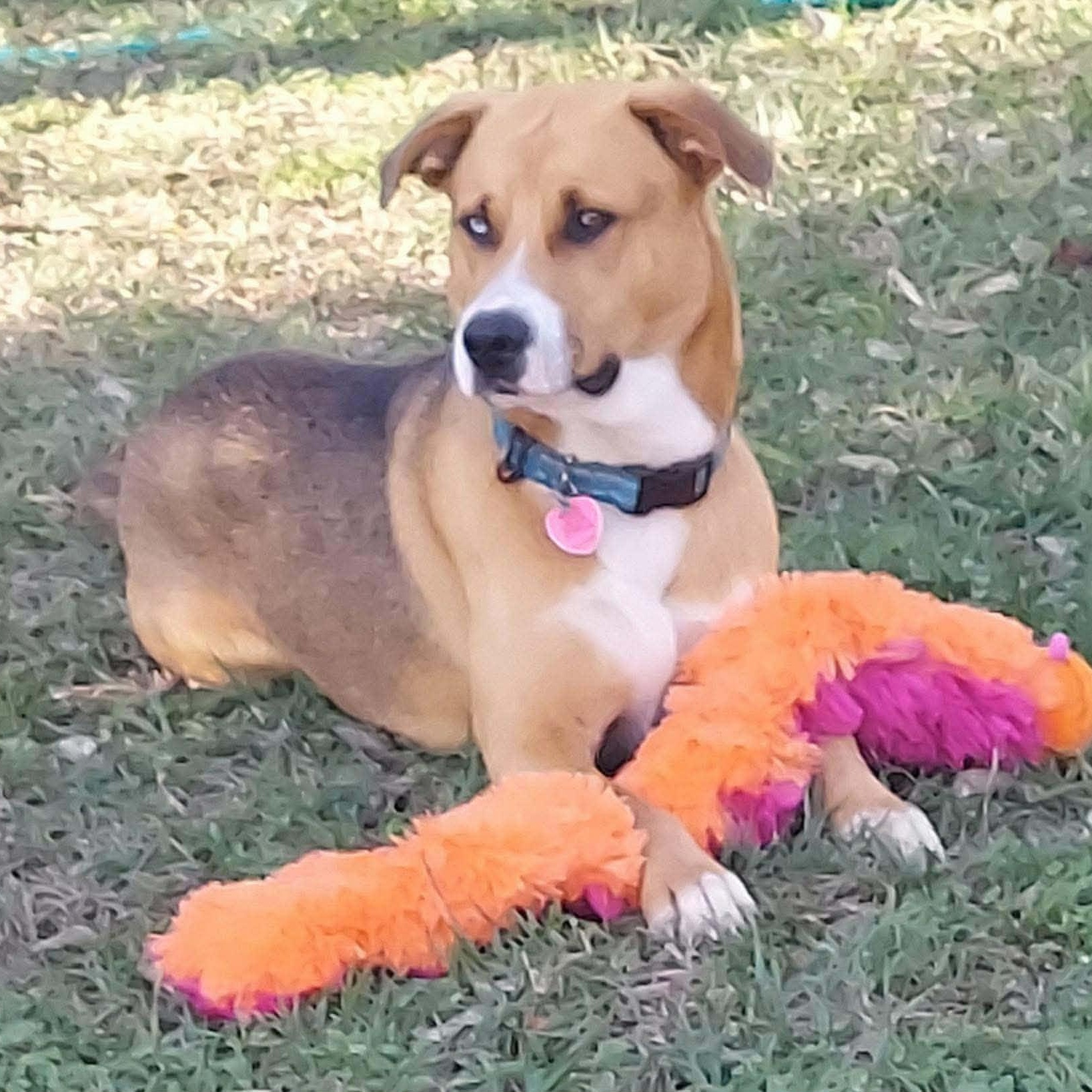 Enlarge Topo, a Adoptable mixed breed in Buffalo, NY image 5/6