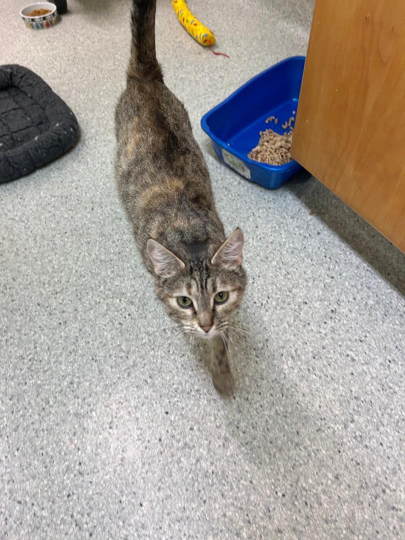 Ms Potts, ADOPTABLE, Adult Female Domestic Short Hair & Tabby.