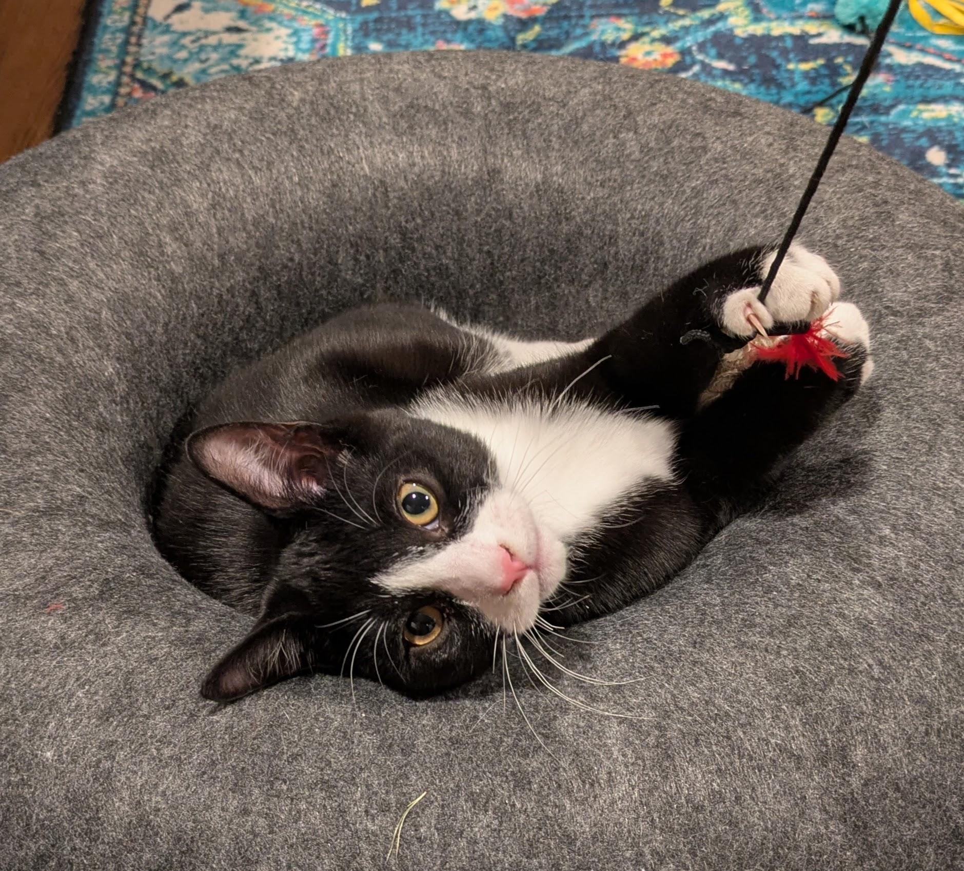 Venti, Adoptable, Young Male Domestic Short Hair & Tuxedo.