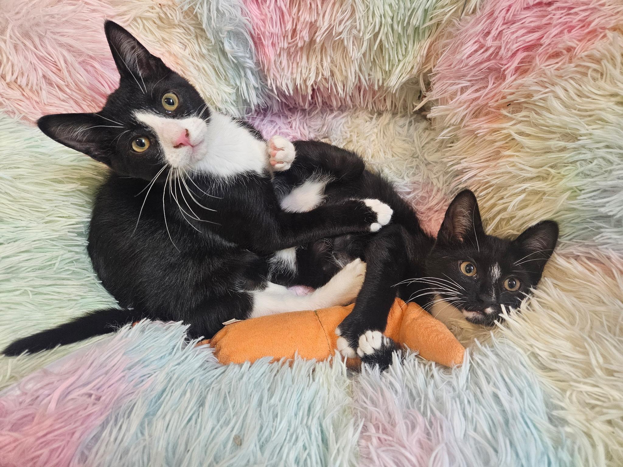 Venti, an adoptable Domestic Short Hair, Tuxedo in West Richland, WA, 99353 | Photo Image 5