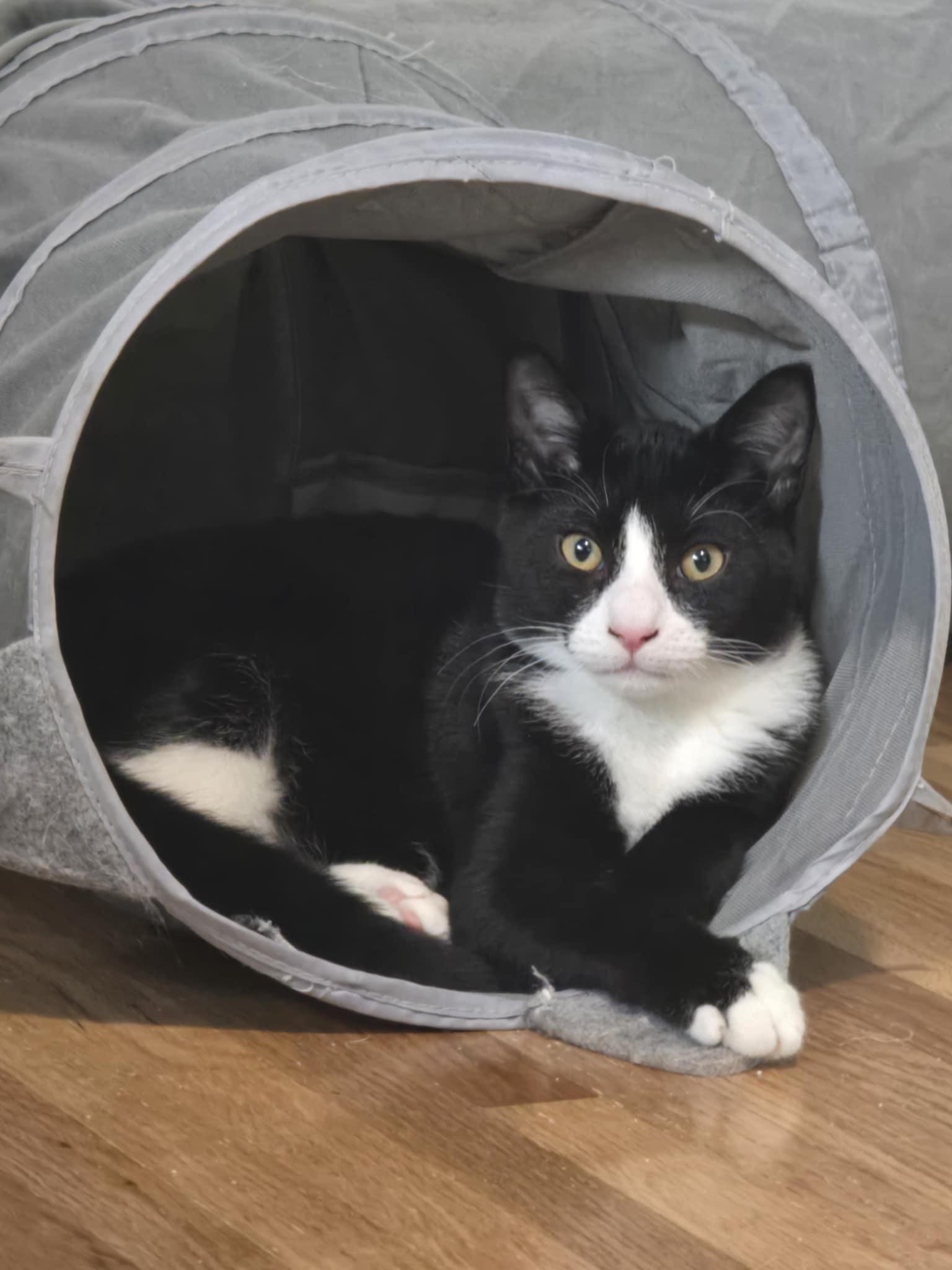 Venti, an adoptable Domestic Short Hair, Tuxedo in West Richland, WA, 99353 | Photo Image 2