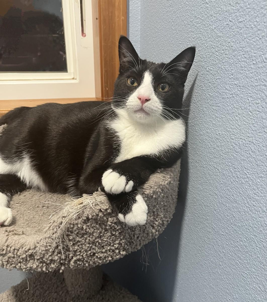 Venti, a Adoptable mixed breed in West Richland, WA image 3/6