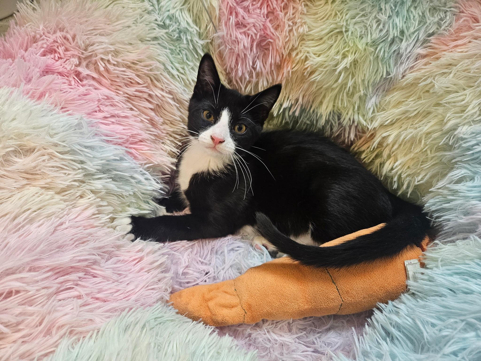 Venti, an adoptable Domestic Short Hair, Tuxedo in West Richland, WA, 99353 | Photo Image 6