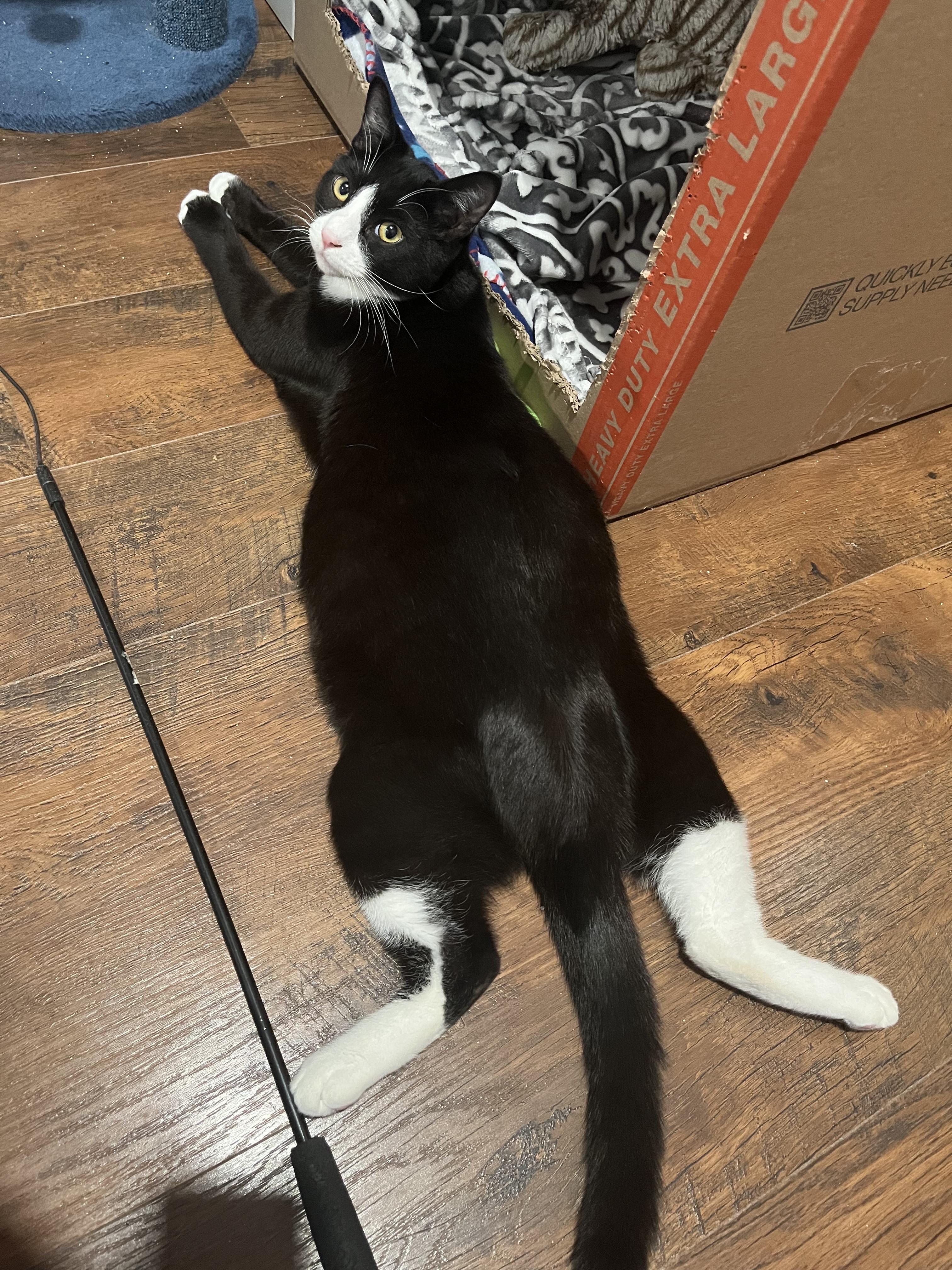 Venti, a Adoptable mixed breed in West Richland, WA image 4/6