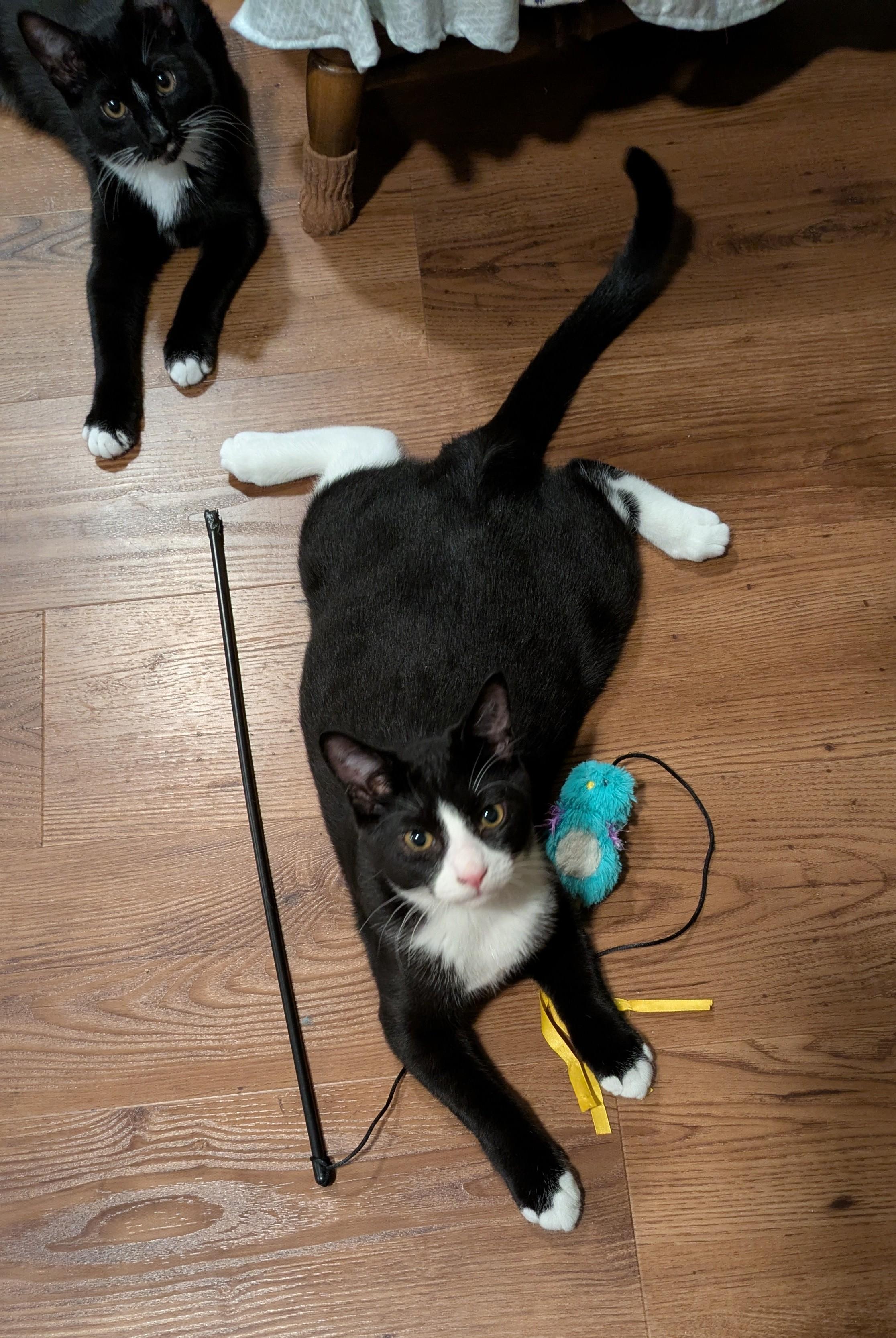Venti, an adoptable Domestic Short Hair, Tuxedo in West Richland, WA, 99353 | Photo Image 4