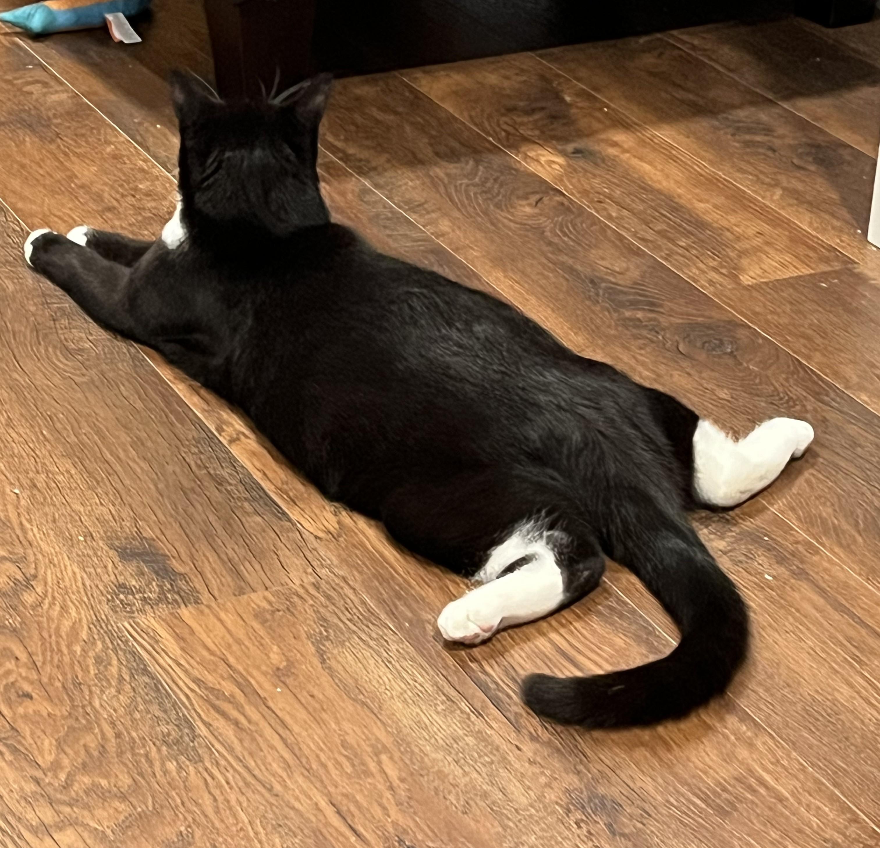 Venti, a Adoptable mixed breed in West Richland, WA image 6/6