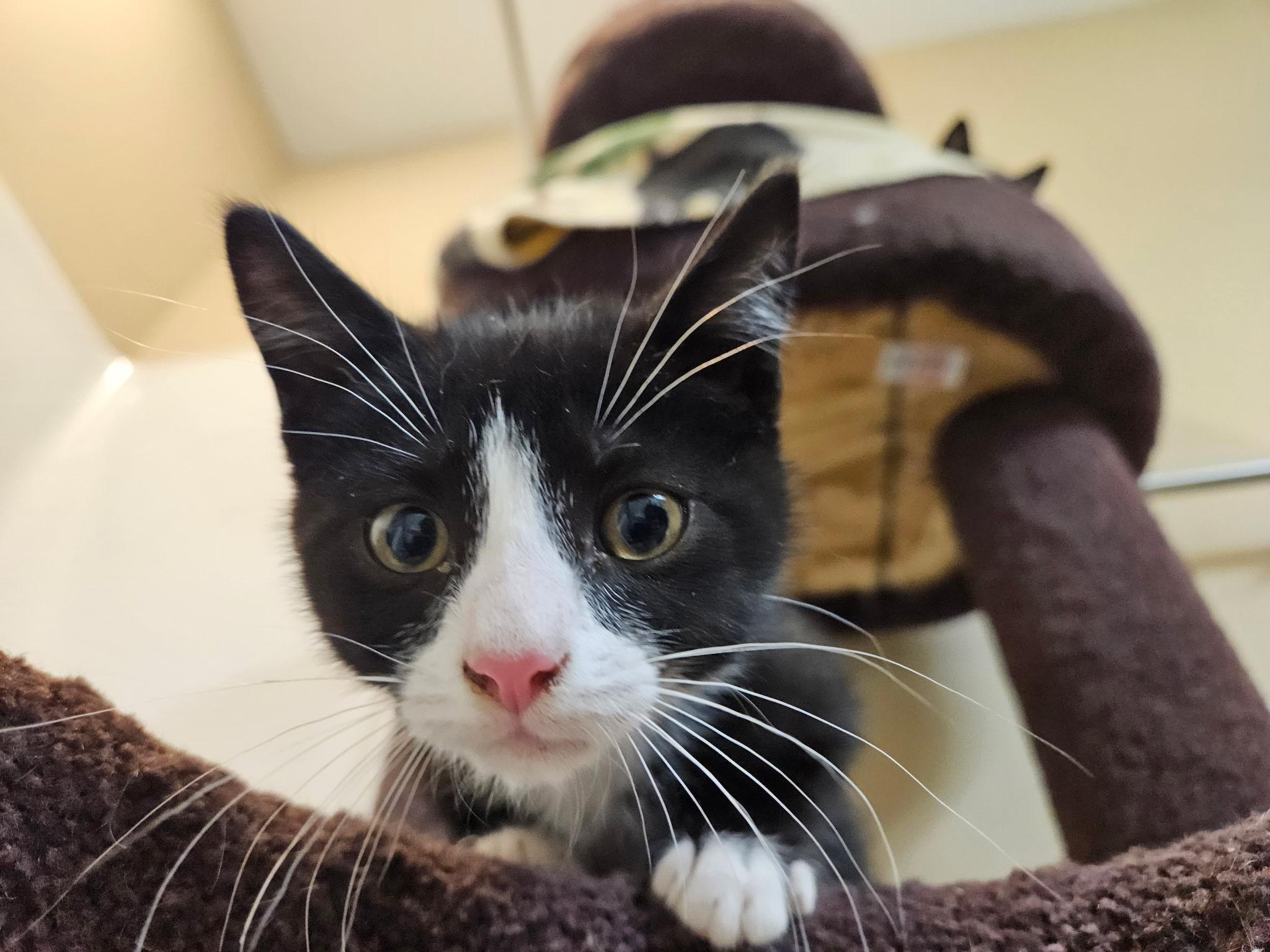 Venti, an adoptable Domestic Short Hair, Tuxedo in West Richland, WA, 99353 | Photo Image 3