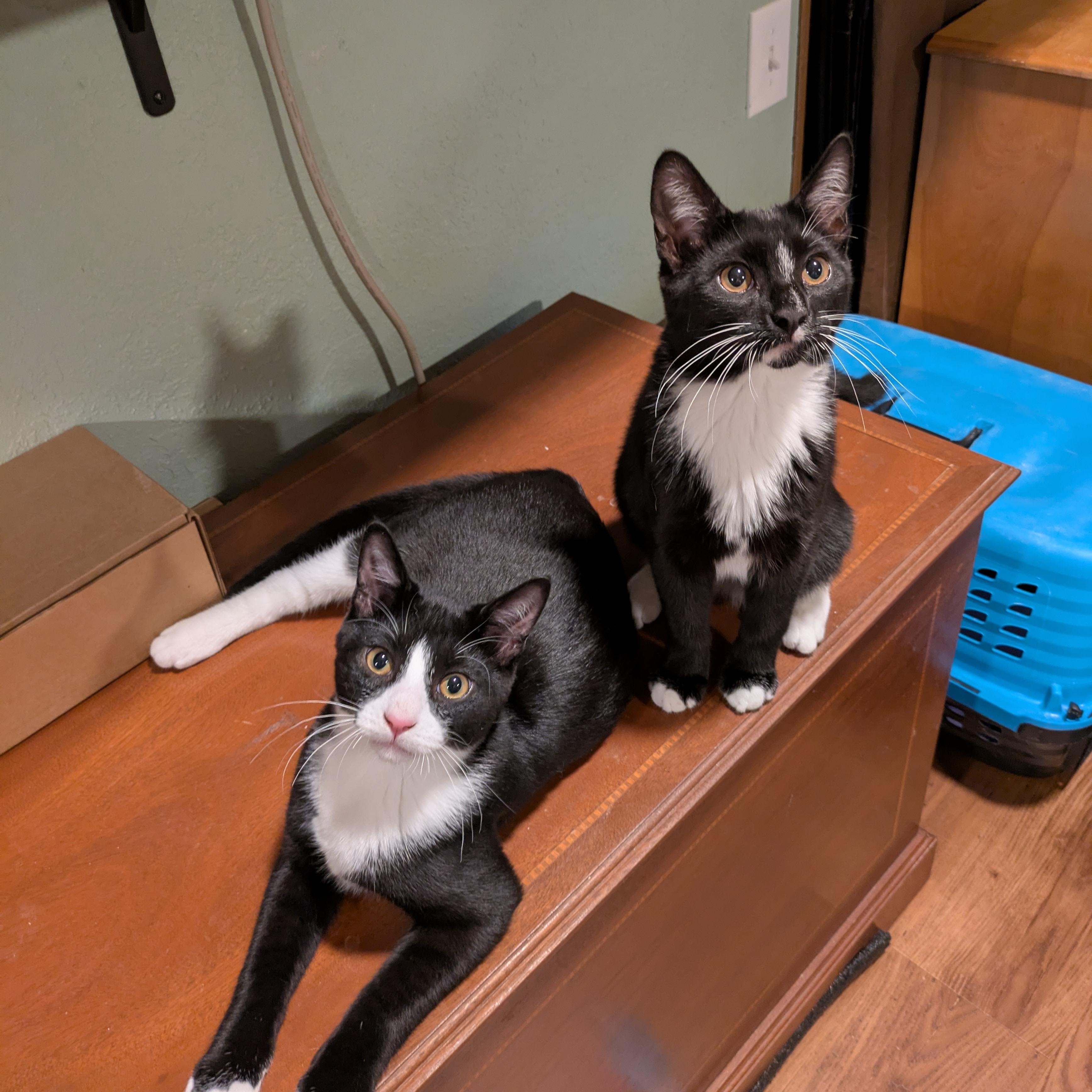 Venti, an adoptable Domestic Short Hair, Tuxedo in West Richland, WA, 99353 | Photo Image 3