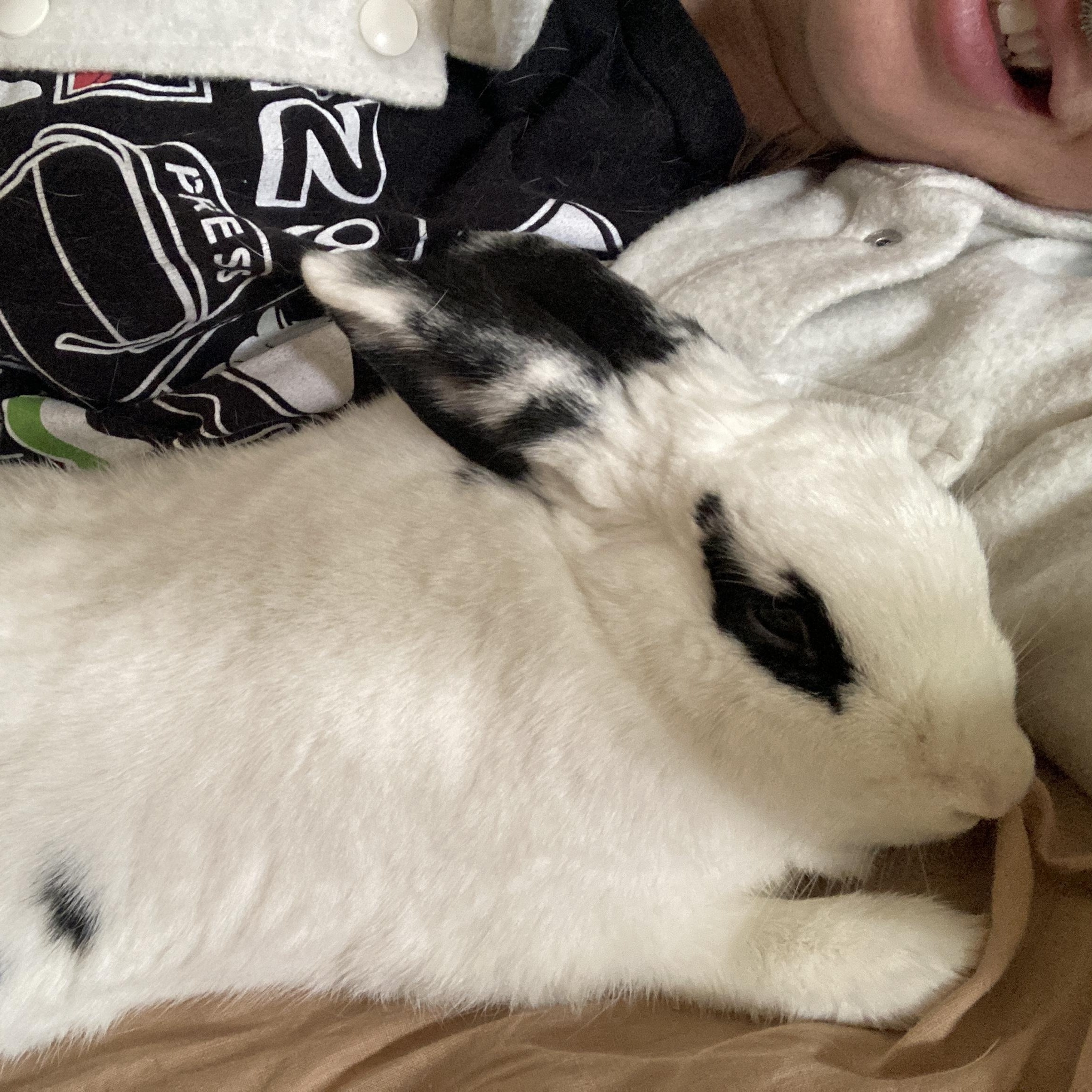 Cashmere, a Adoptable mixed breed in New York, NY image 4/5