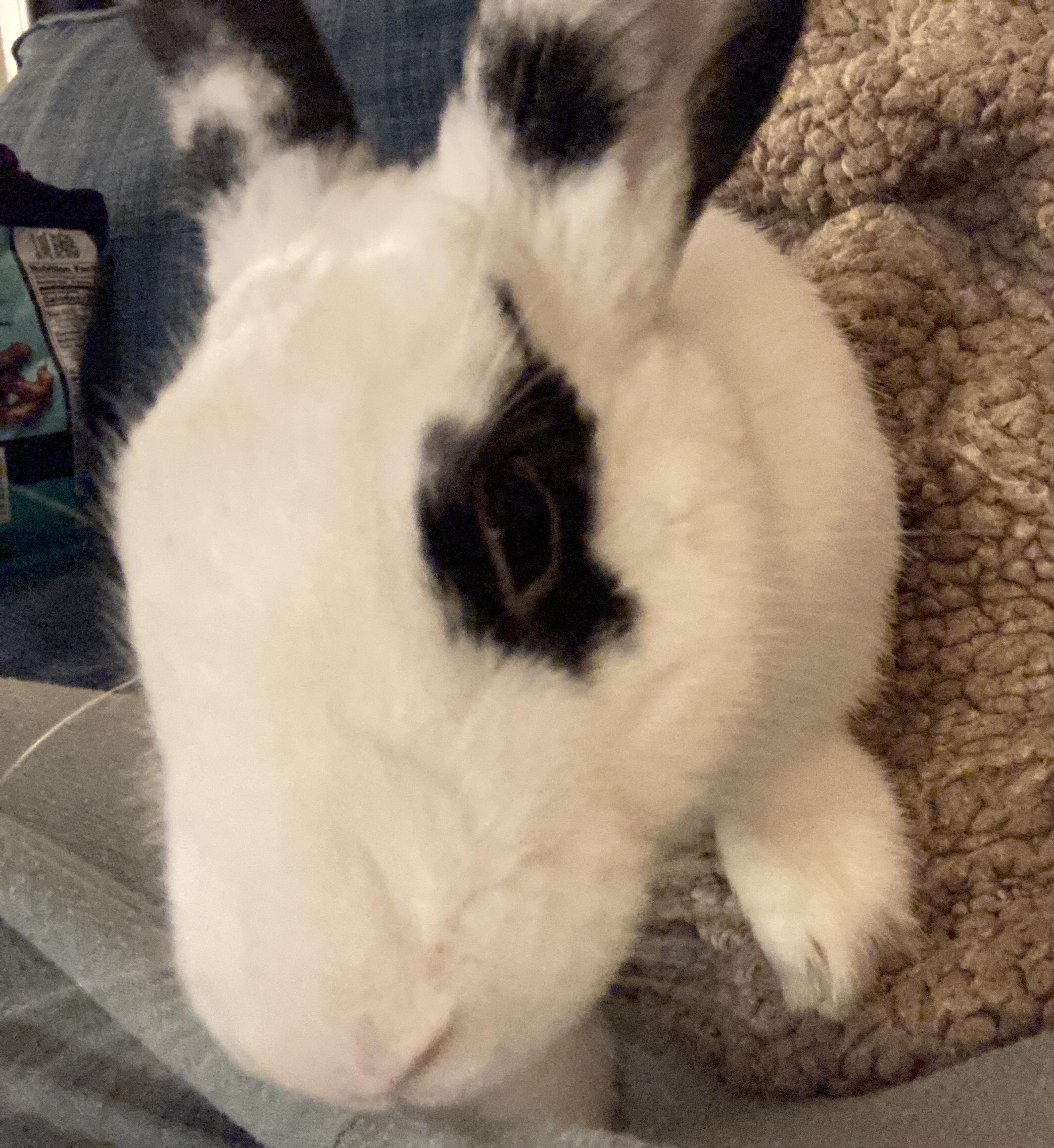 Cashmere, a Adoptable mixed breed in New York, NY image 5/5