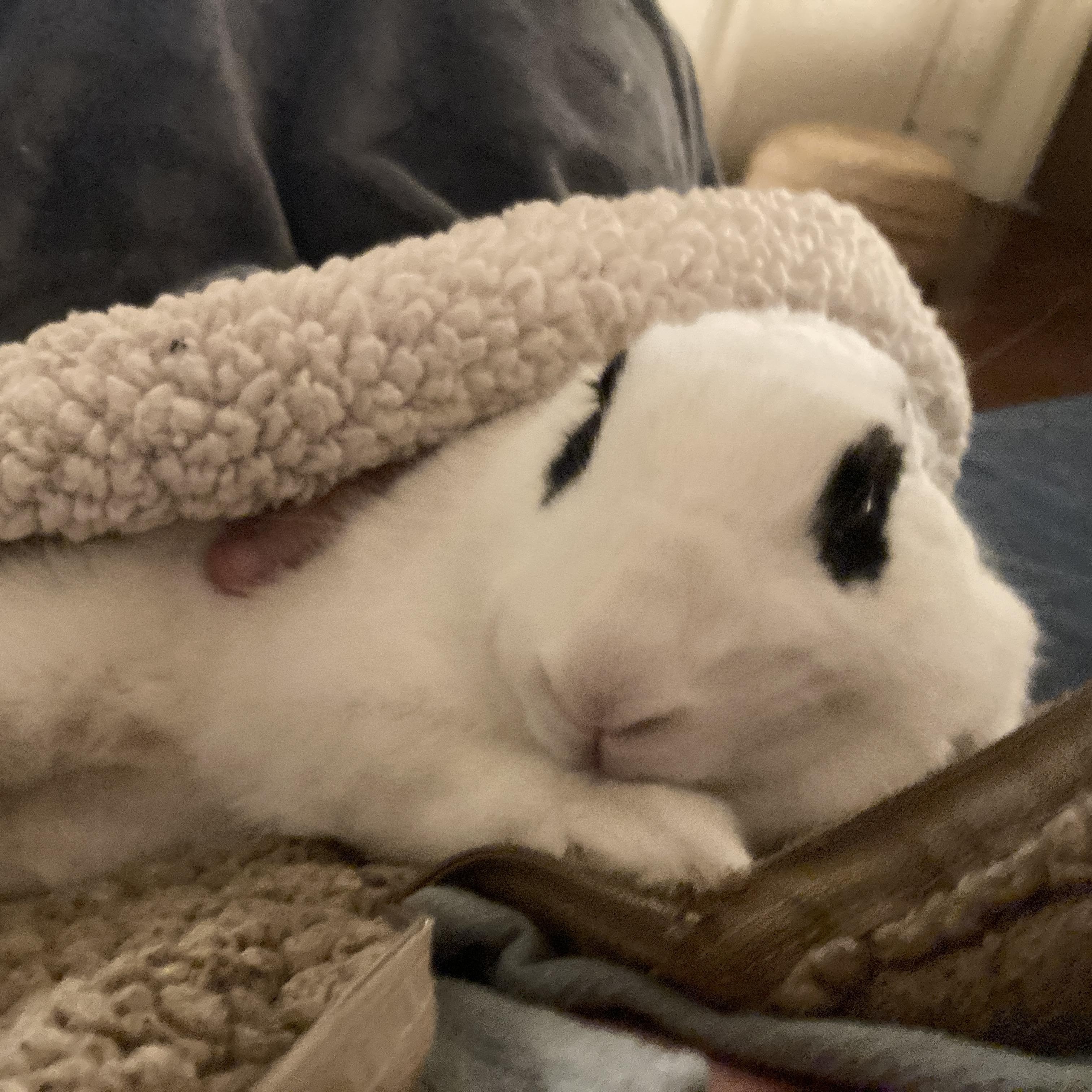 Cashmere, Adult Female Hotot