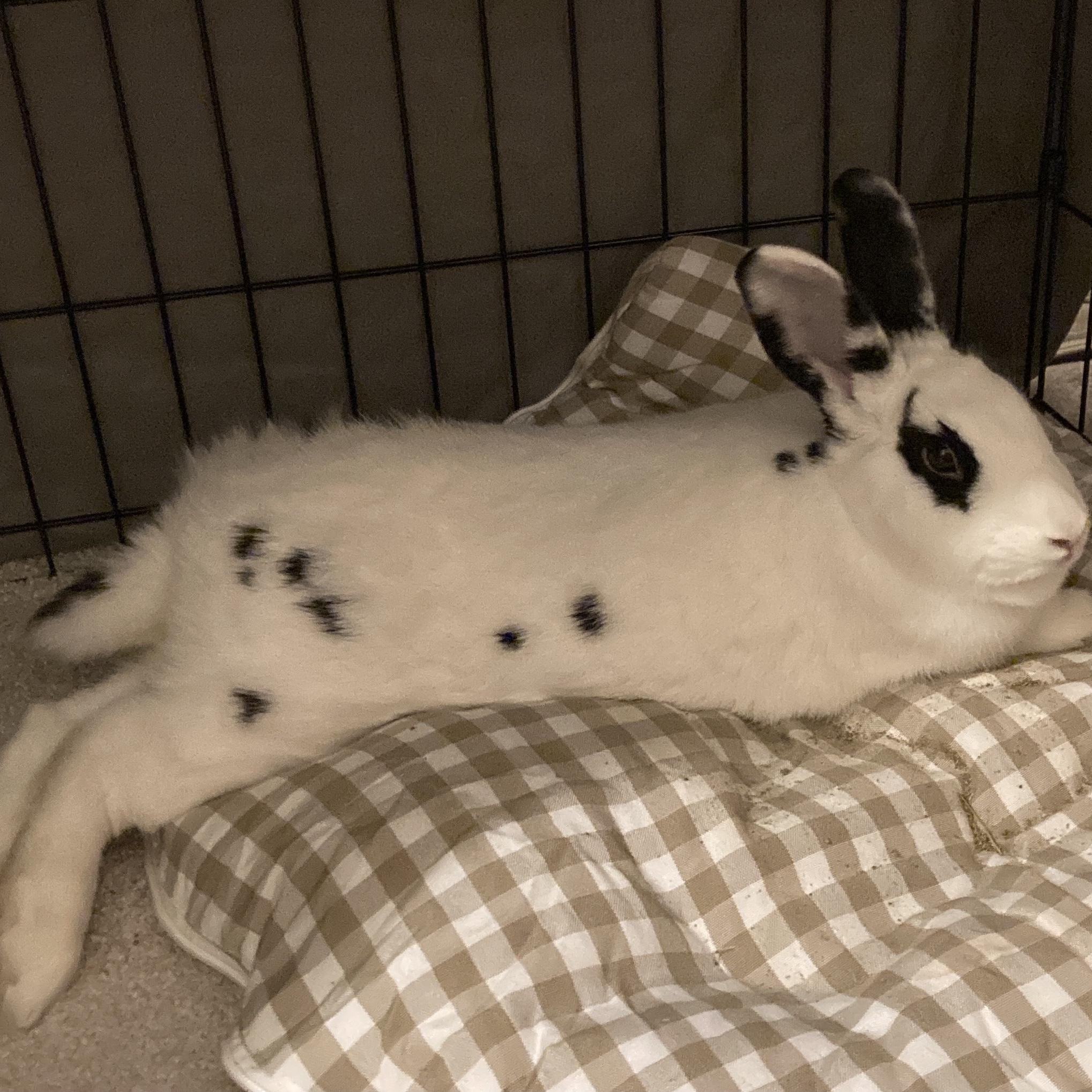 Cashmere, a Adoptable mixed breed in New York, NY image 2/5