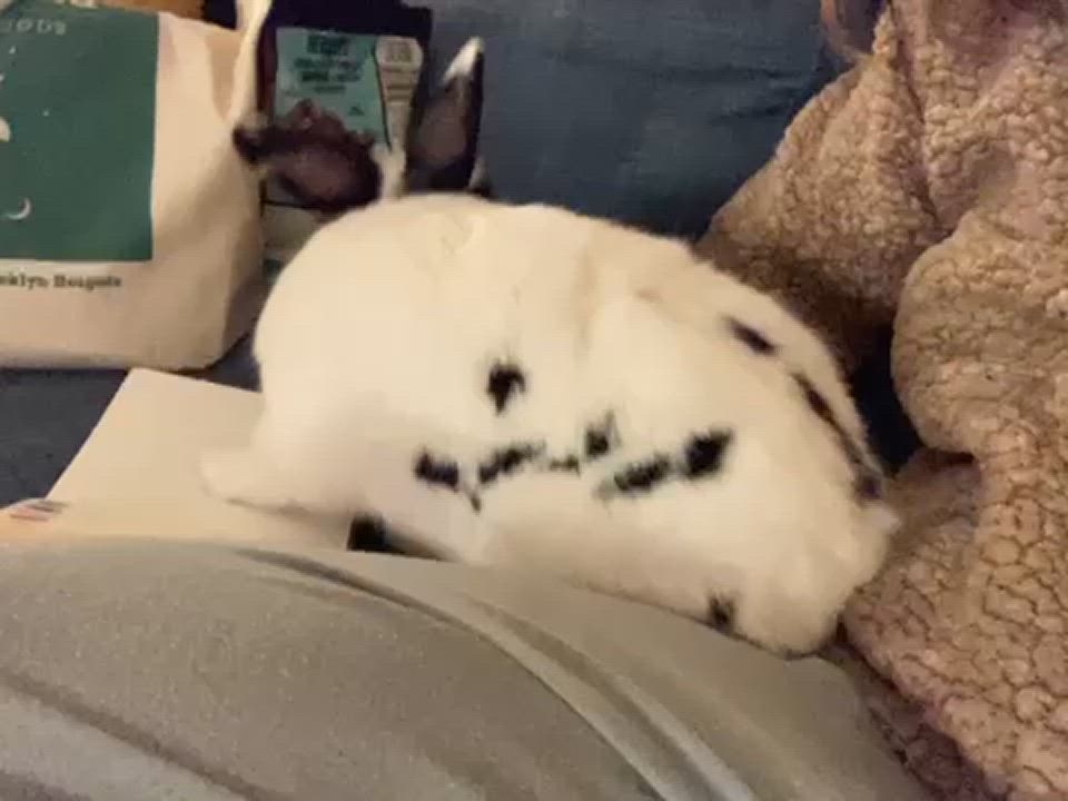 Enlarge Cashmere, a Adoptable mixed breed in New York, NY video 3/5