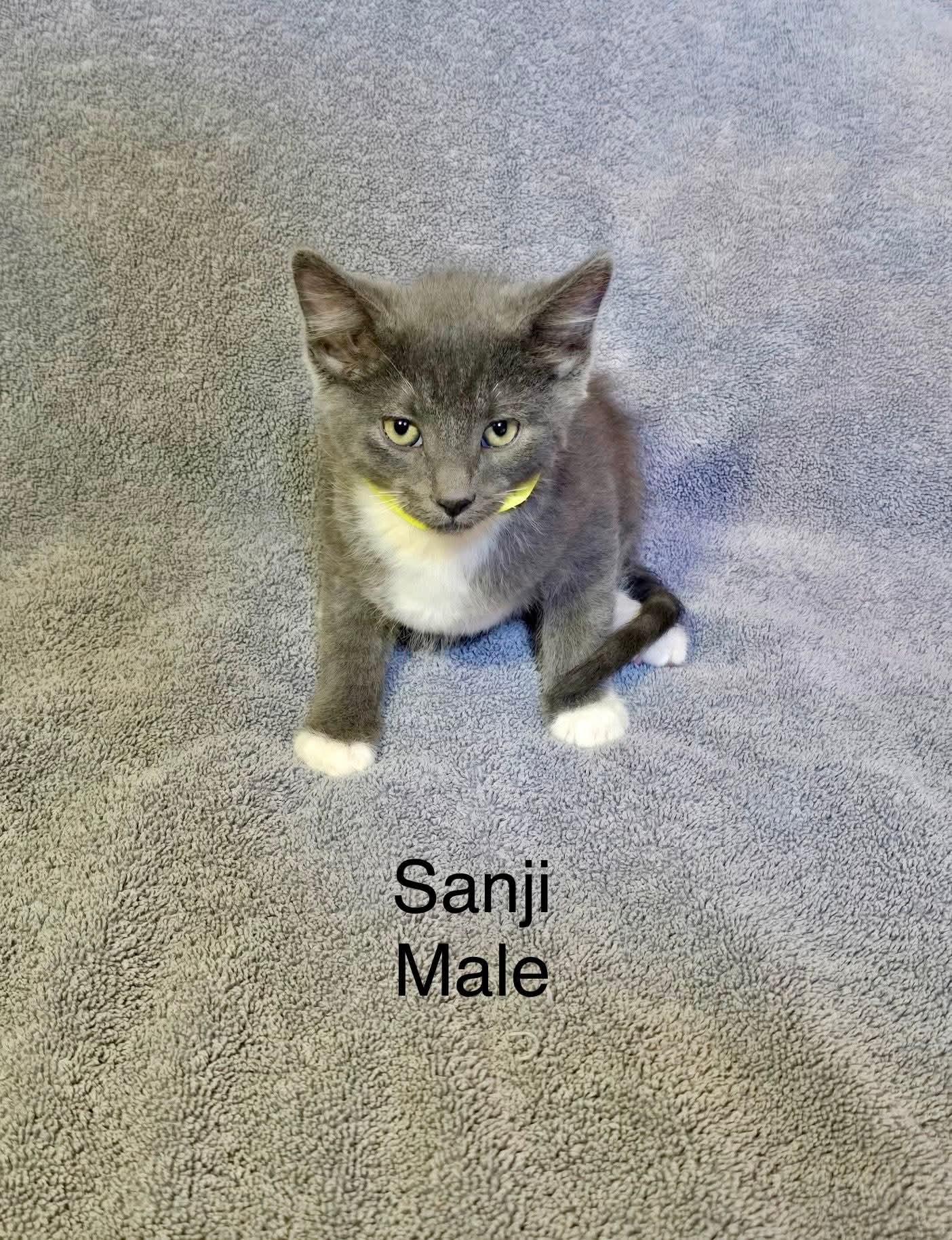 Enlarge Sanji, a Adopted Domestic Short Hair in hinckley, IL image 2/2