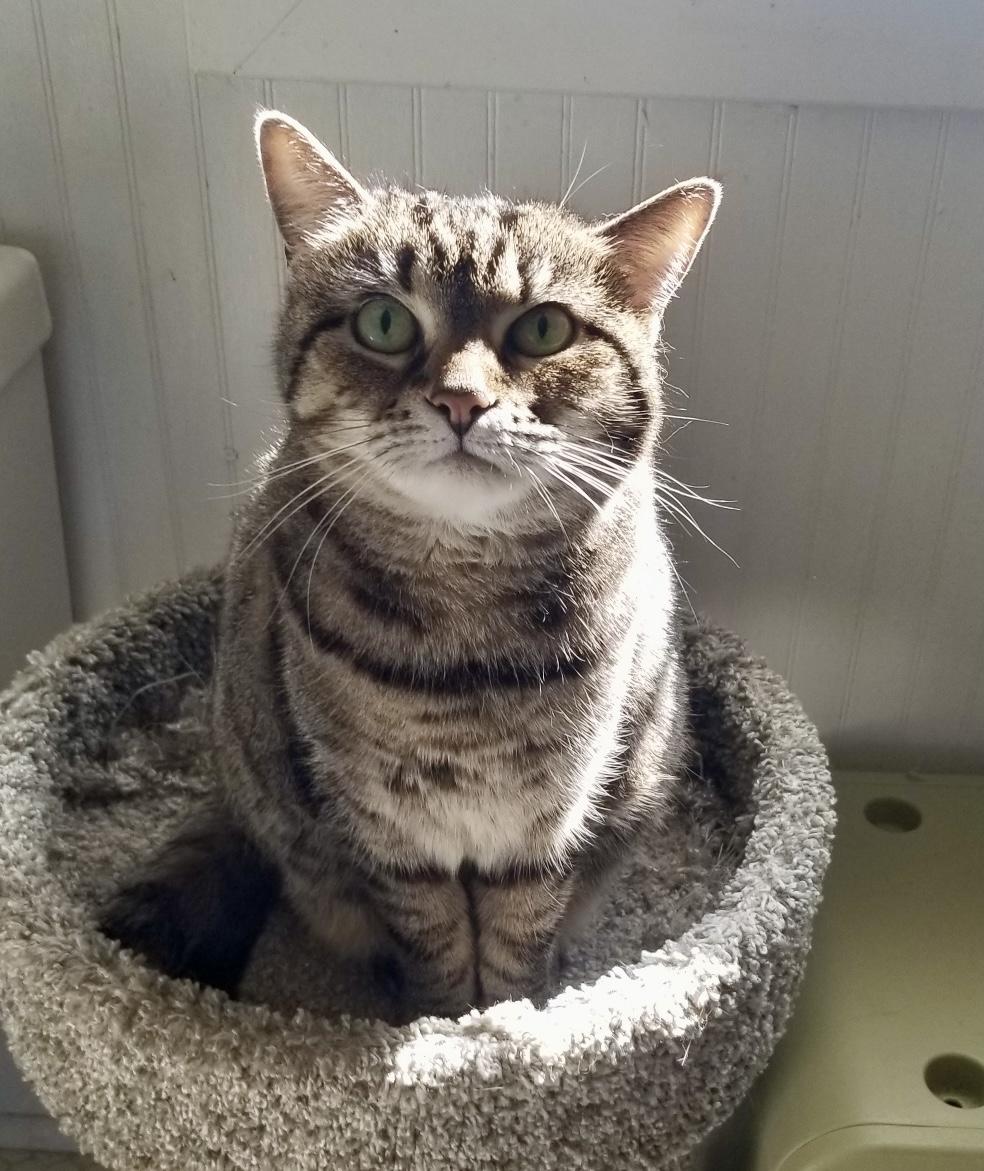 Enlarge Comet, a Adoptable Domestic Short Hair in Queenstown, MD image 6/6