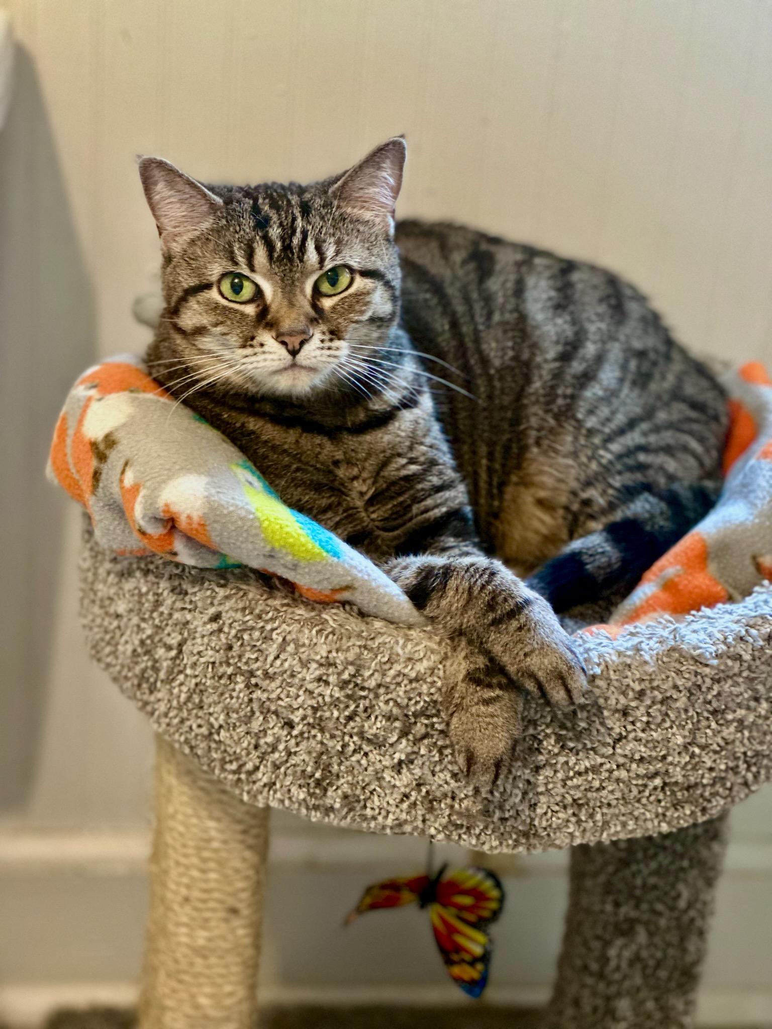 Enlarge Comet, a Adoptable Domestic Short Hair in Queenstown, MD image 5/6