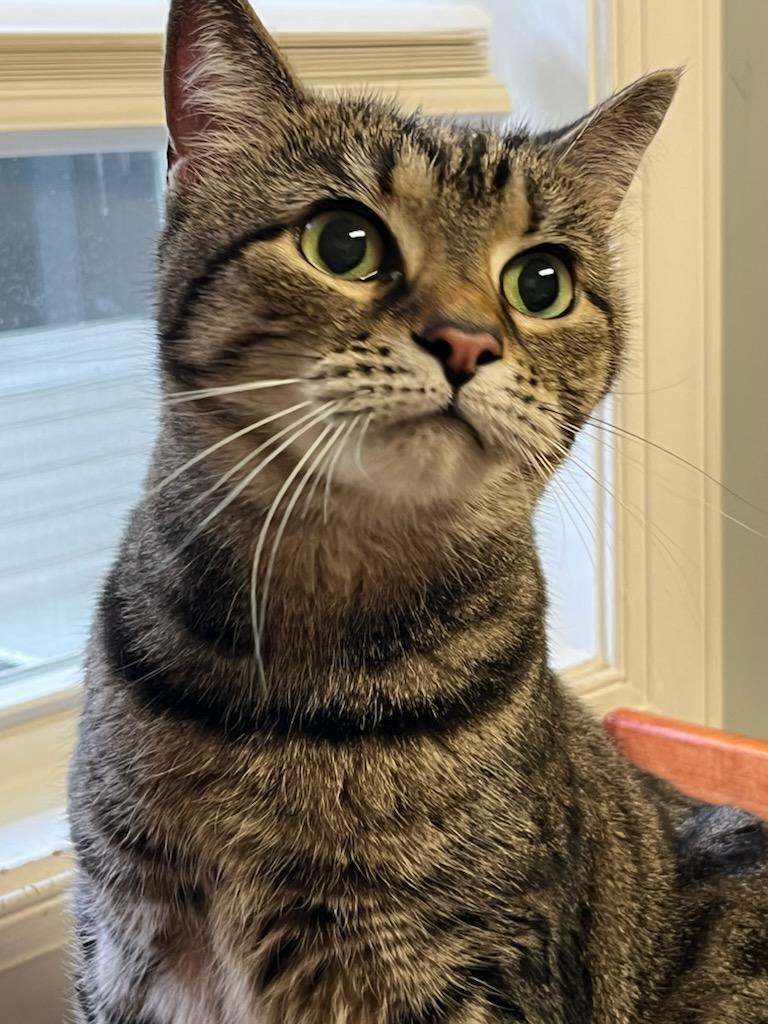 Enlarge Comet, a Adoptable Domestic Short Hair in Queenstown, MD image 3/6