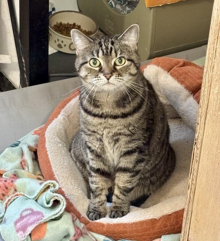 Enlarge Comet, a Adoptable Domestic Short Hair in Queenstown, MD image 4/6