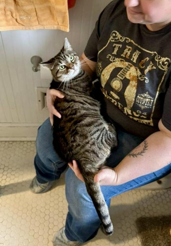 Enlarge Comet, a Adoptable Domestic Short Hair in Queenstown, MD image 2/6