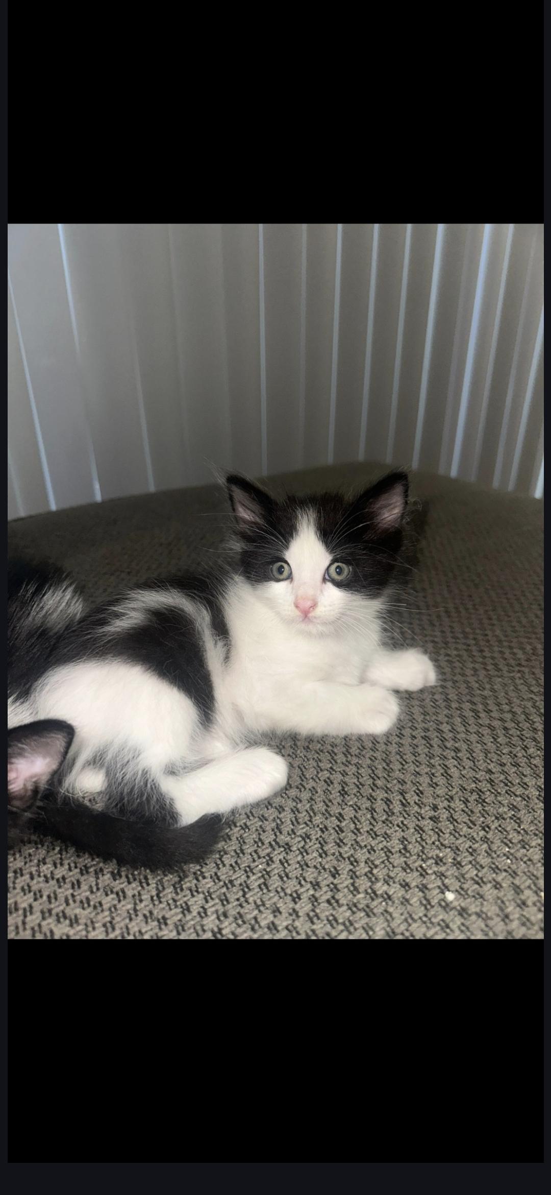 Muff, adopted, Kitten Male Siberian & Tuxedo.